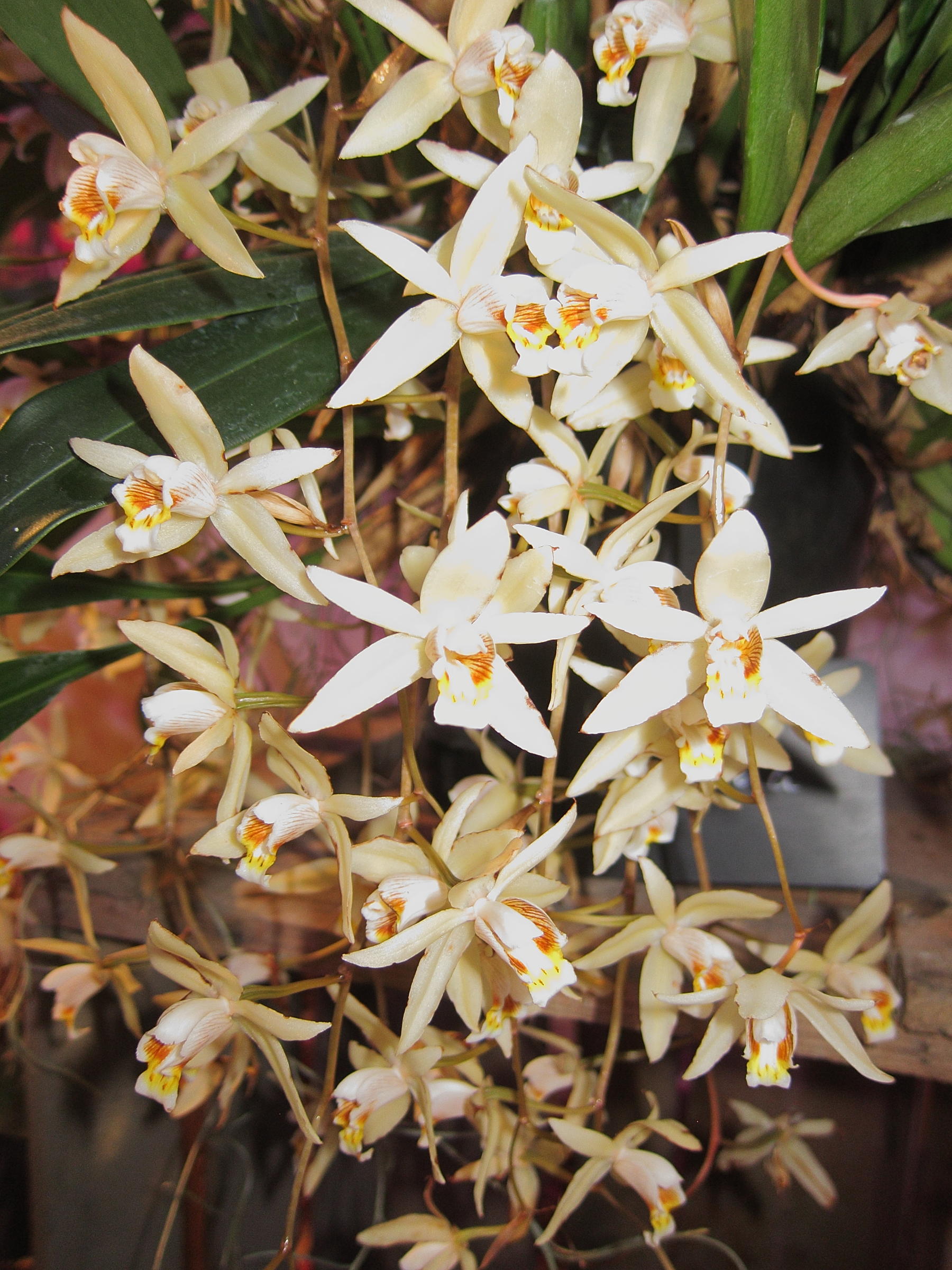 coelogyne_flaccida3bd