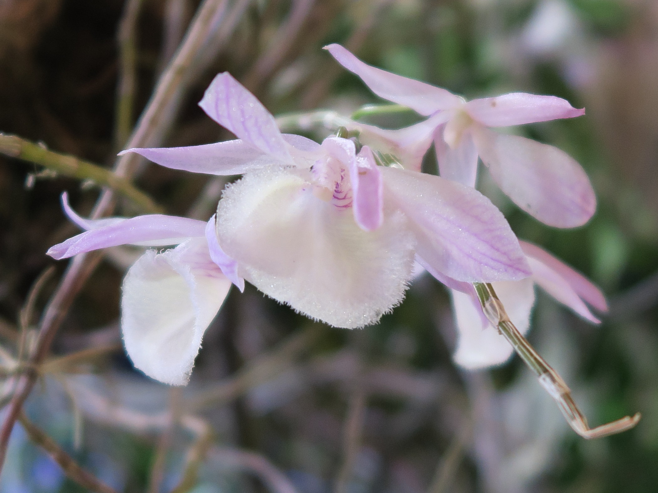 dendrobium_aphyllum2md