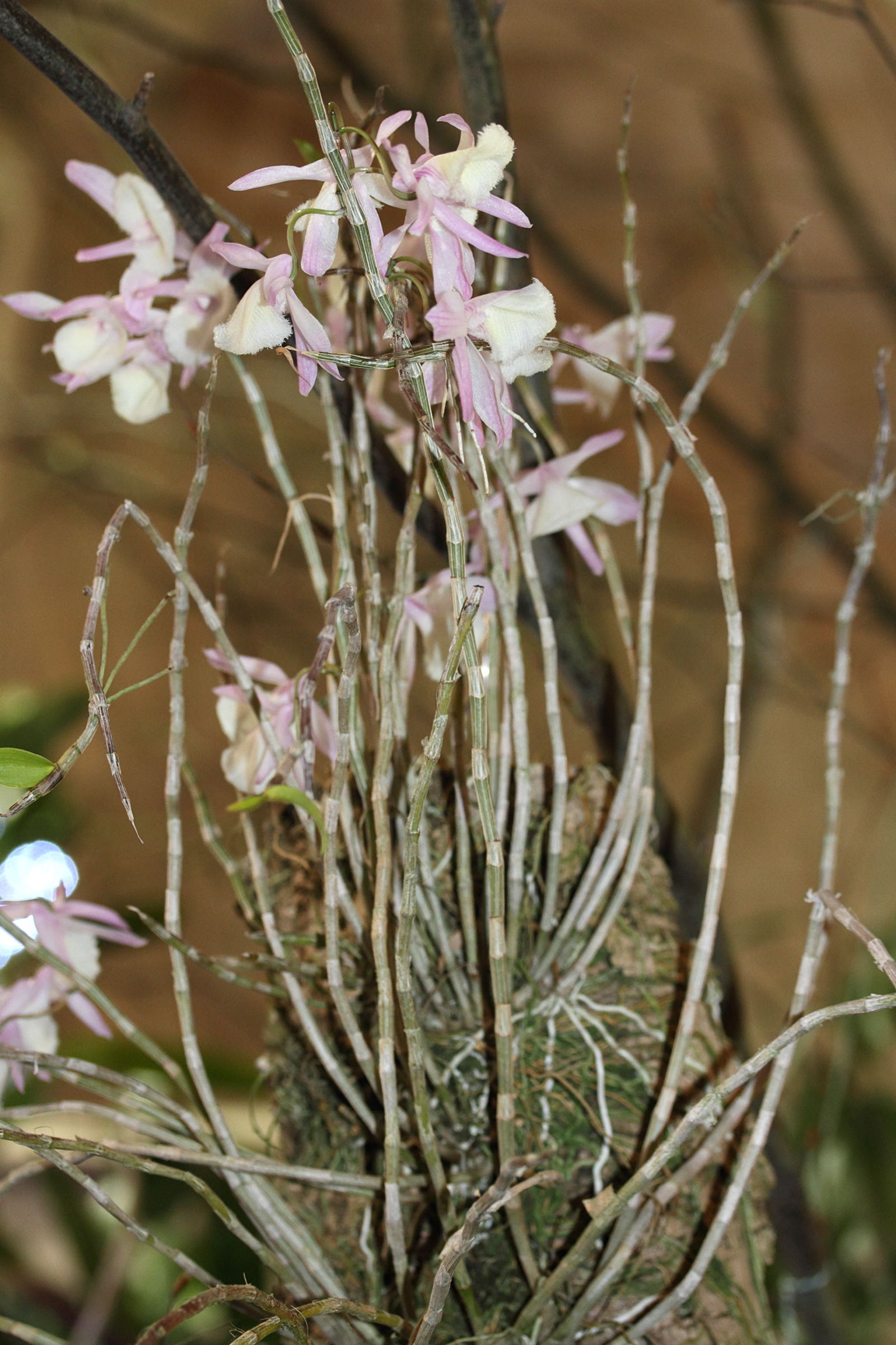 dendrobium_aphyllum3md