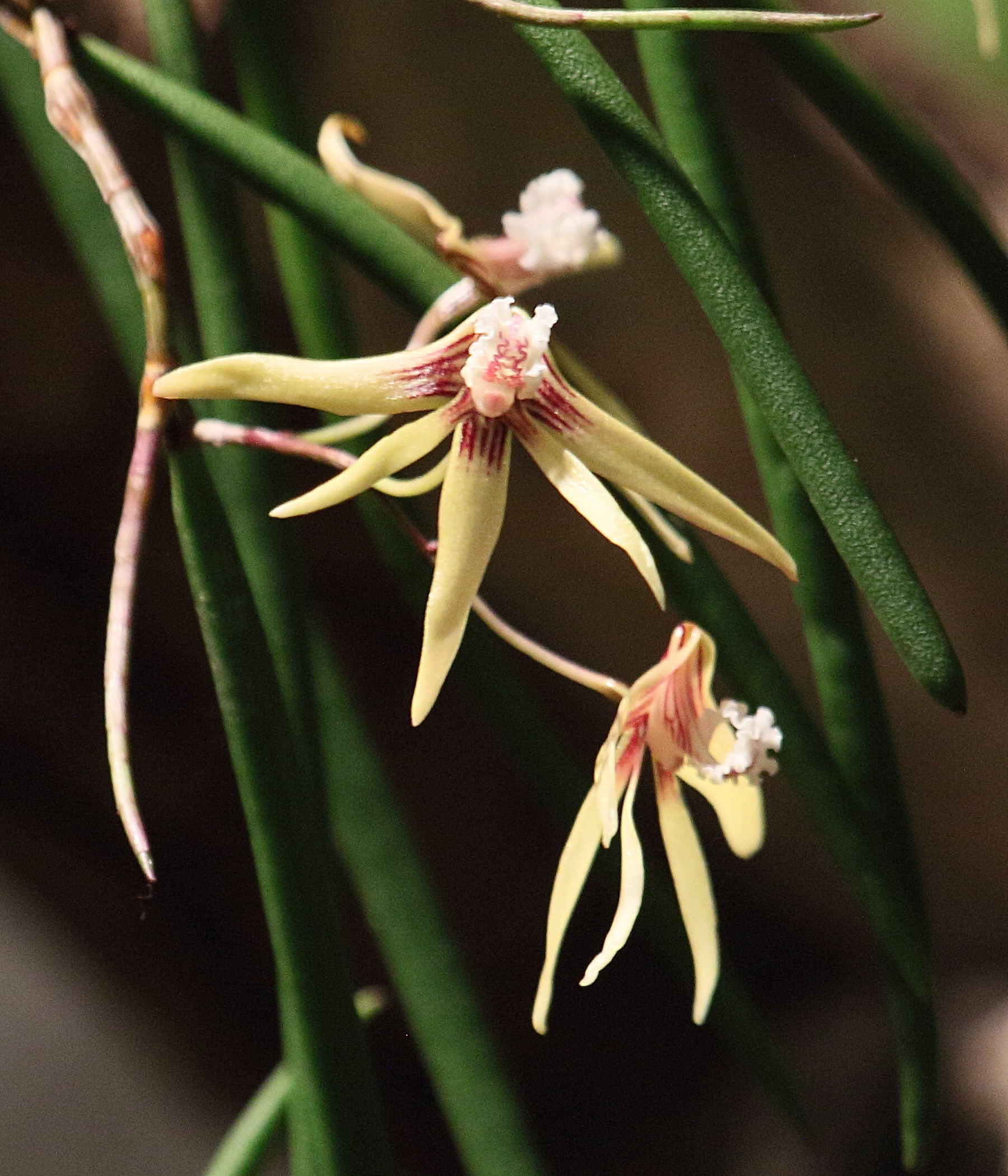 Afficher le média dendrobium_bowmanii1bd dendrobium_bowmanii1bd