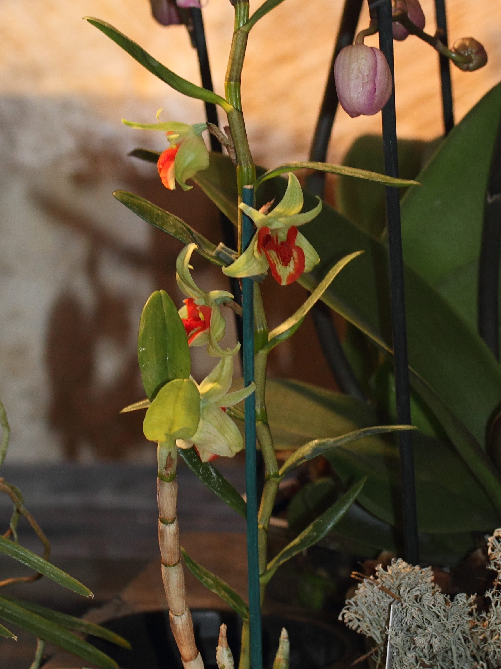 Afficher le média dendrobium_cruentum1md dendrobium_cruentum1md