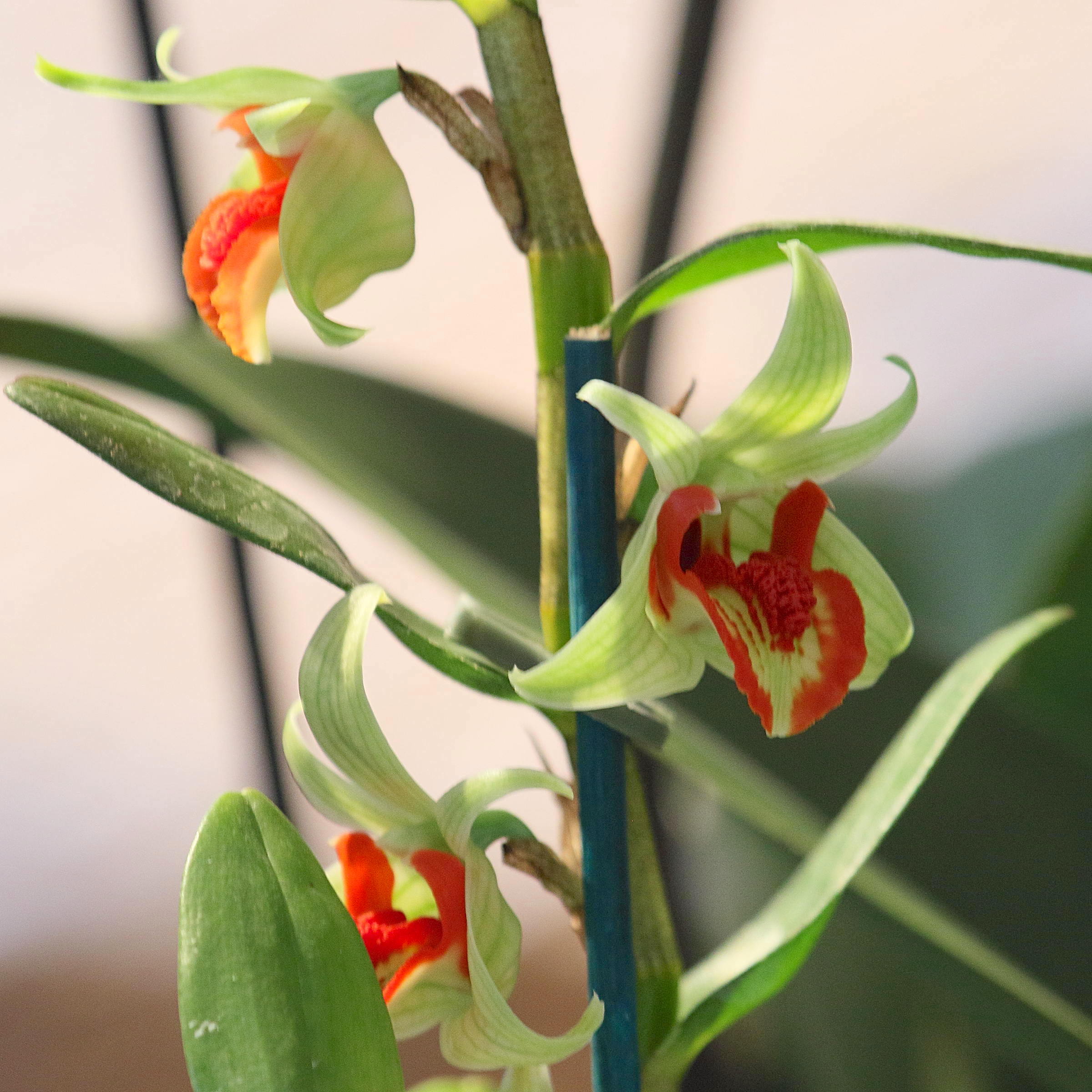 Afficher le média dendrobium_cruentum2bd dendrobium_cruentum2bd