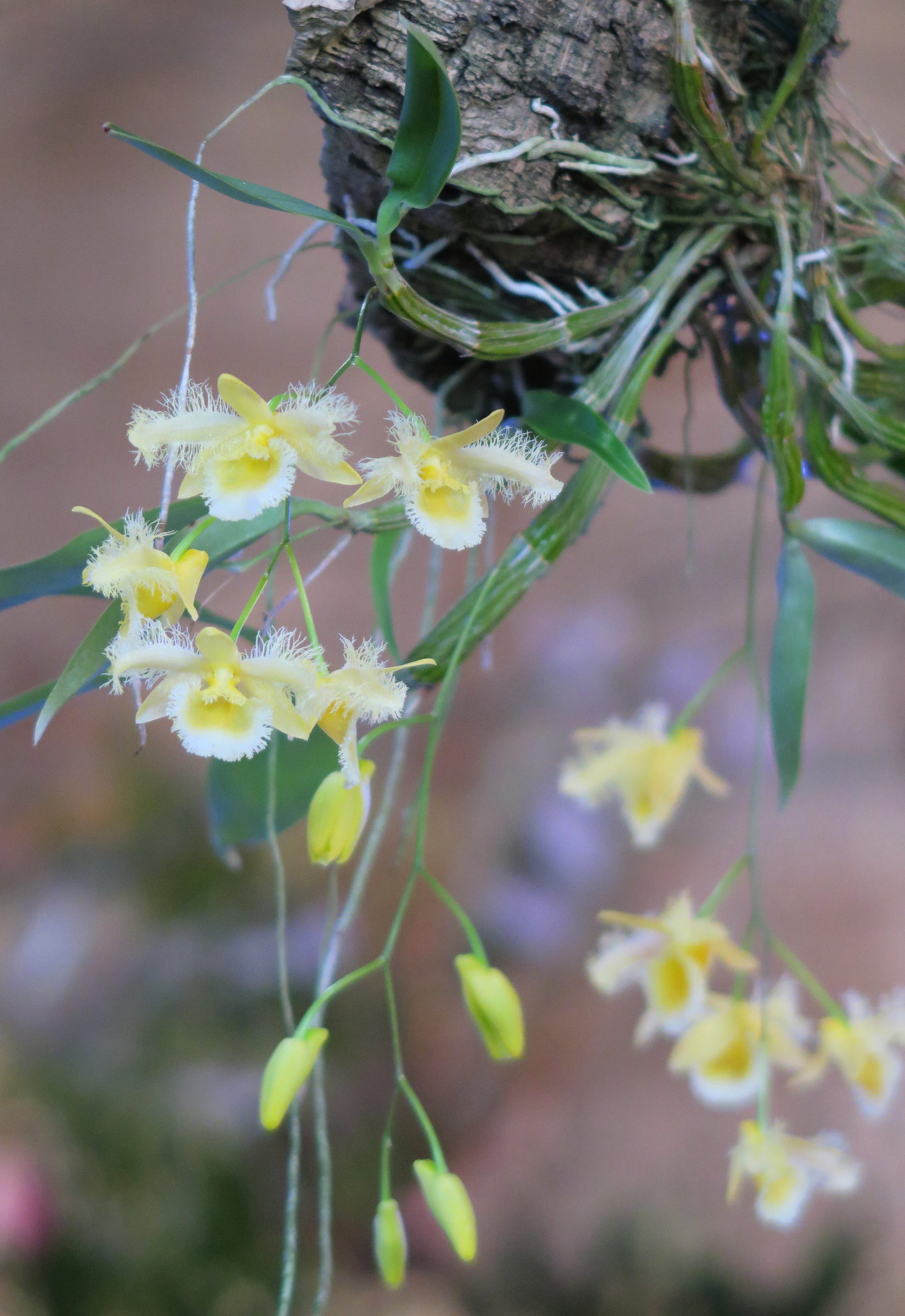 Afficher le média dendrobium_harveyanum2md dendrobium_harveyanum2md