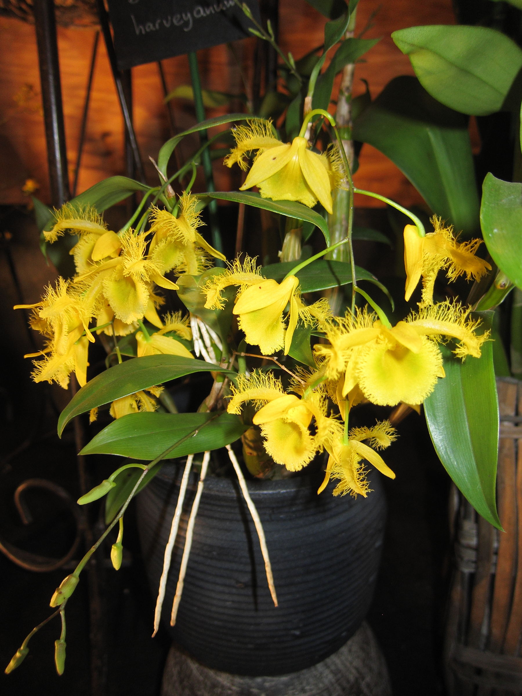 Afficher le média dendrobium_harveyanum3bd dendrobium_harveyanum3bd