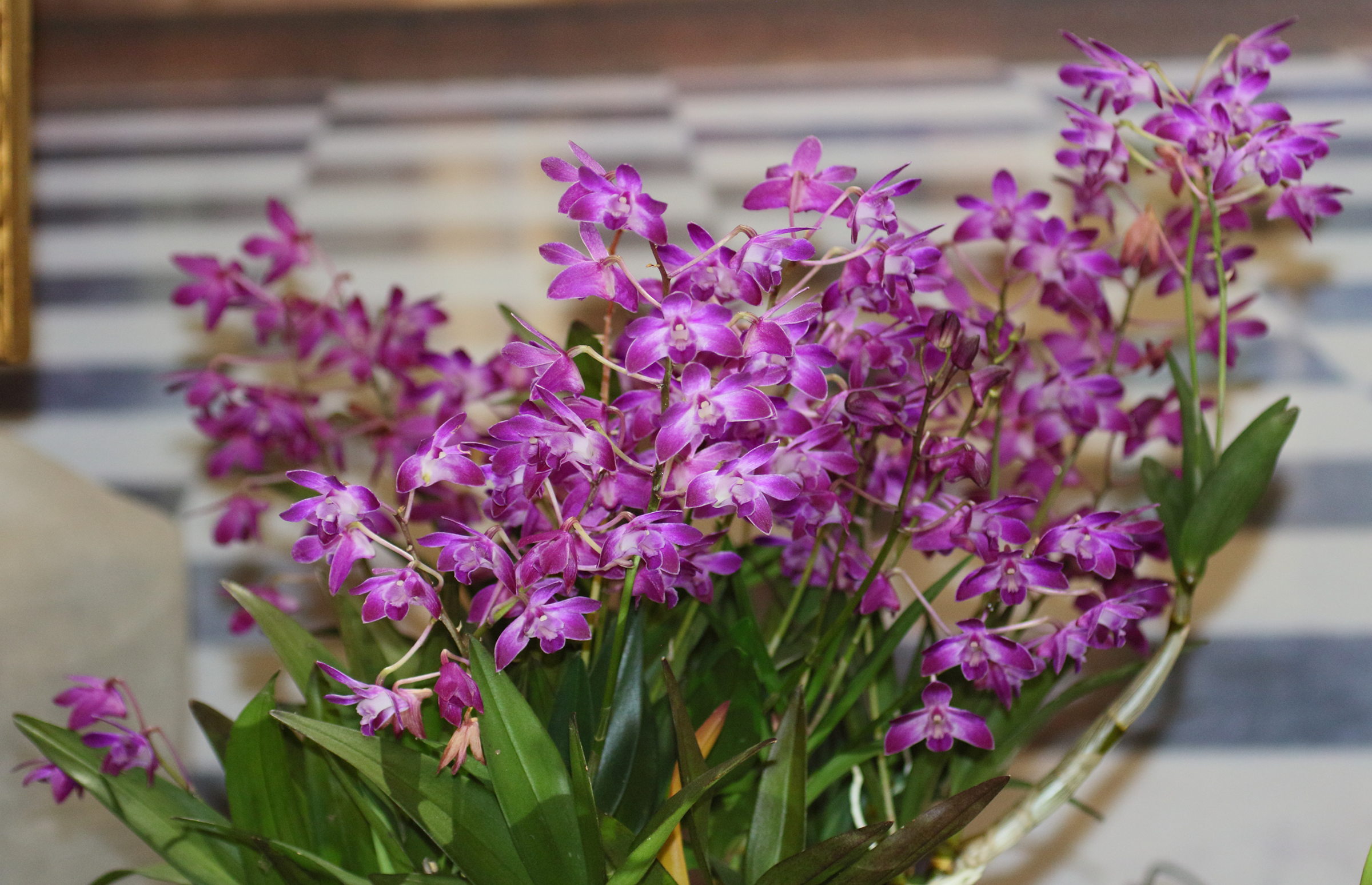 Afficher le média dendrobium_kingianum5bd dendrobium_kingianum5bd