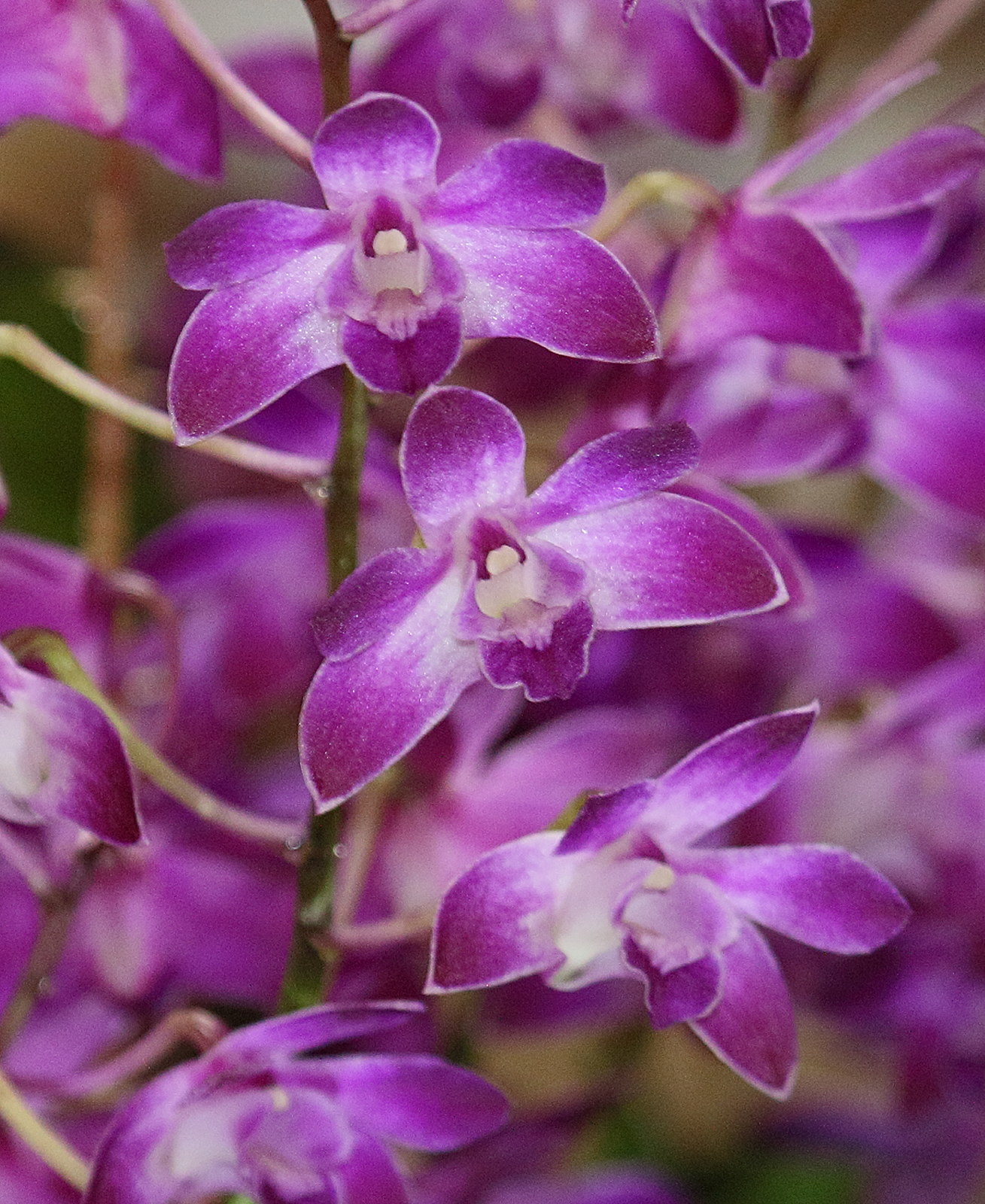 Afficher le média dendrobium_kingianum6bd dendrobium_kingianum6bd