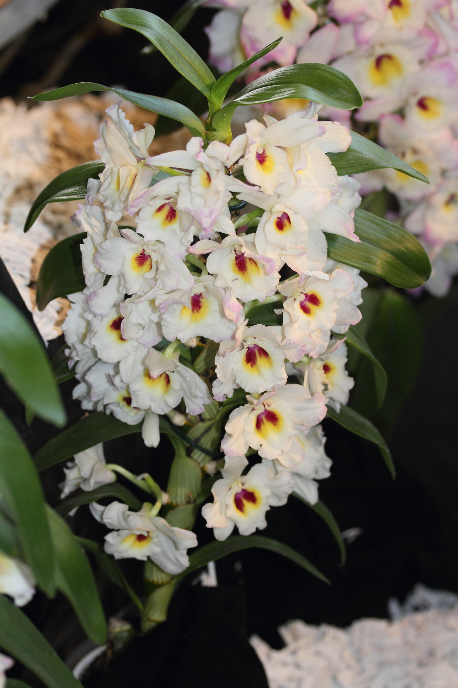 dendrobium_nobile4md