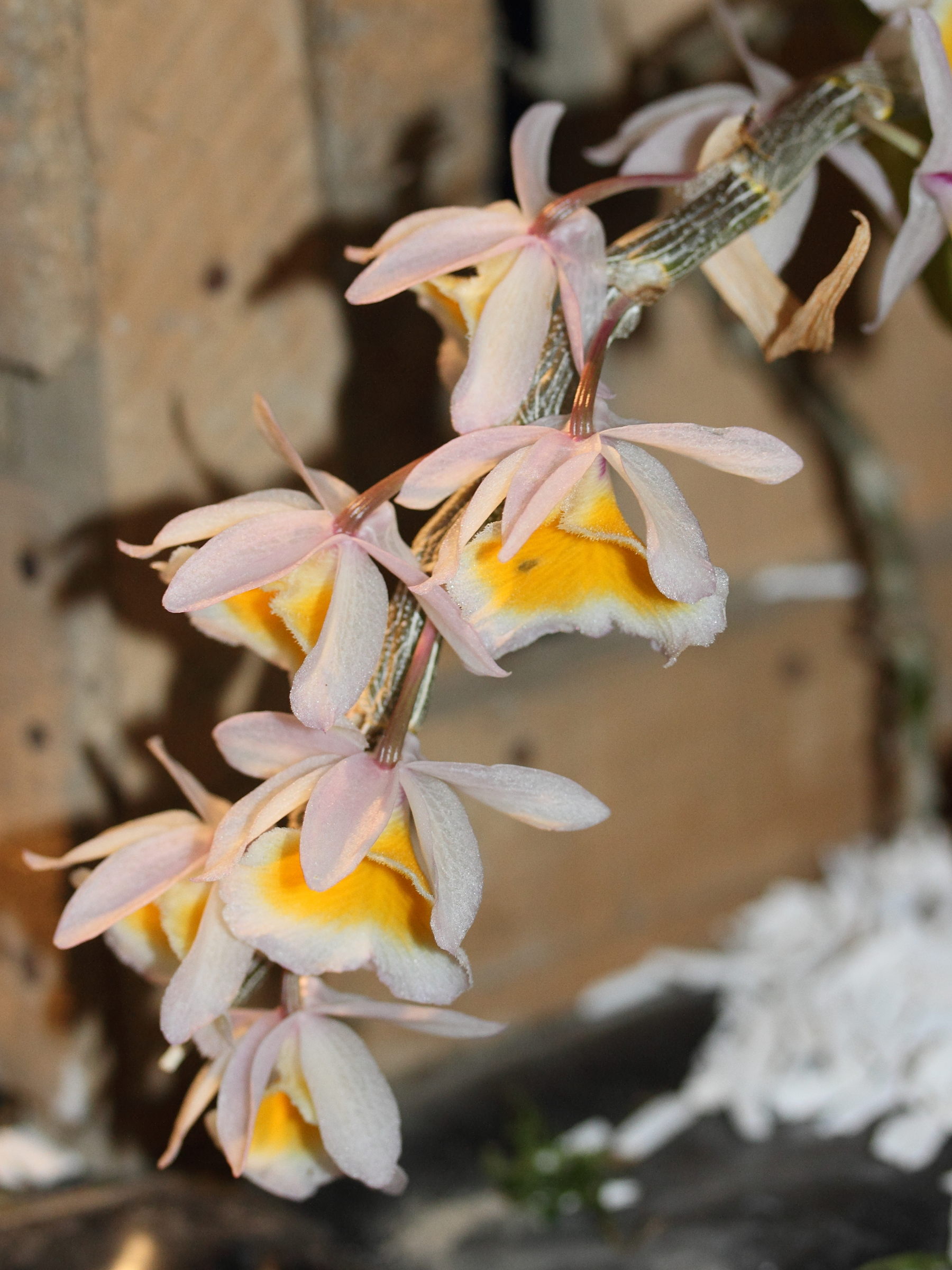 dendrobium_primulinum1md