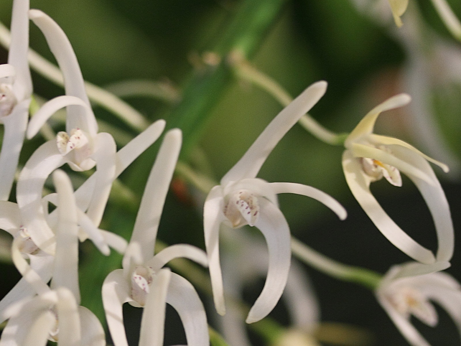 dendrobium_speciosum3md