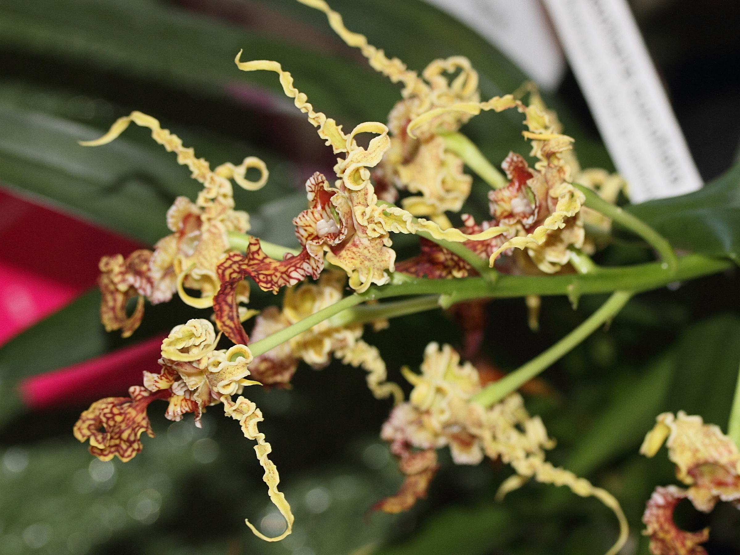 dendrobium_spectabile1md