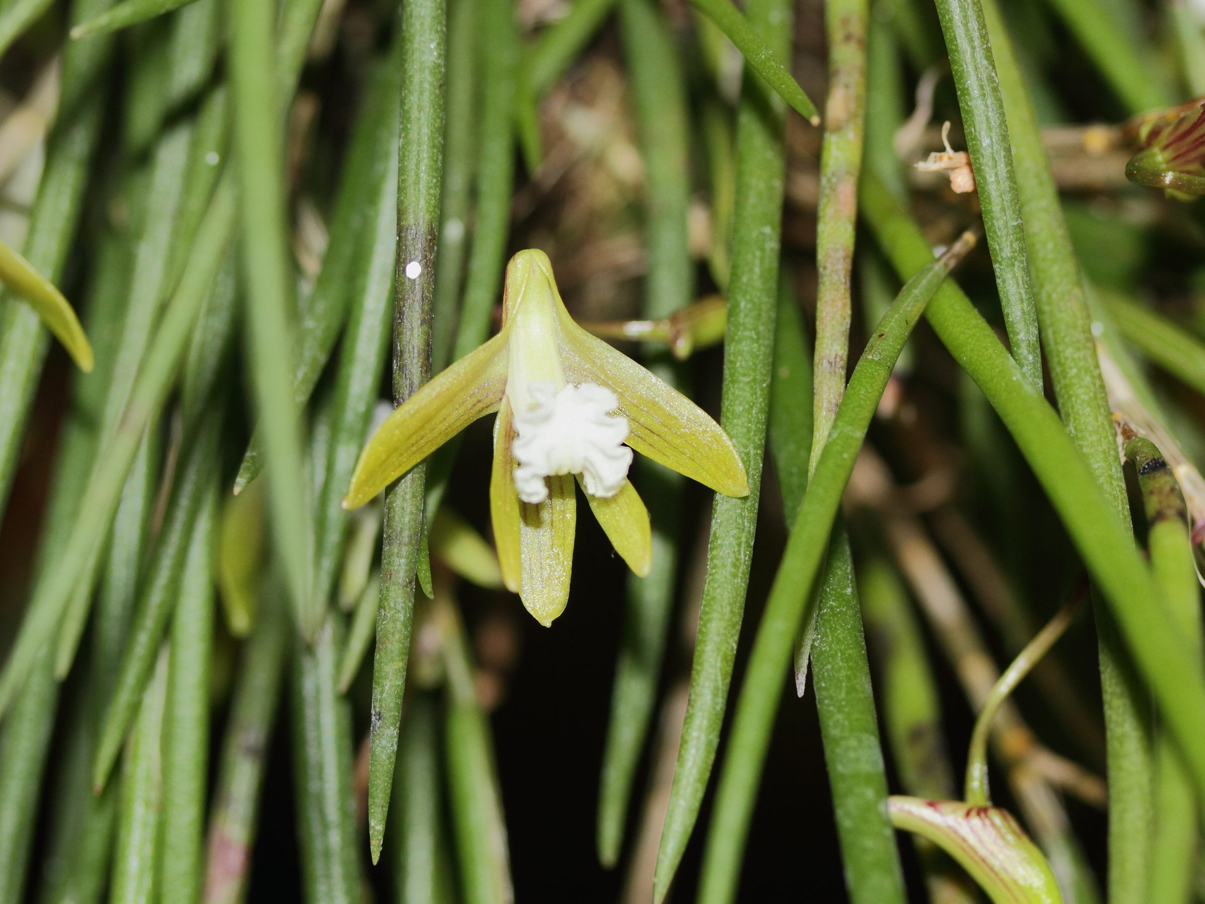 dendrobium_striolatum1md