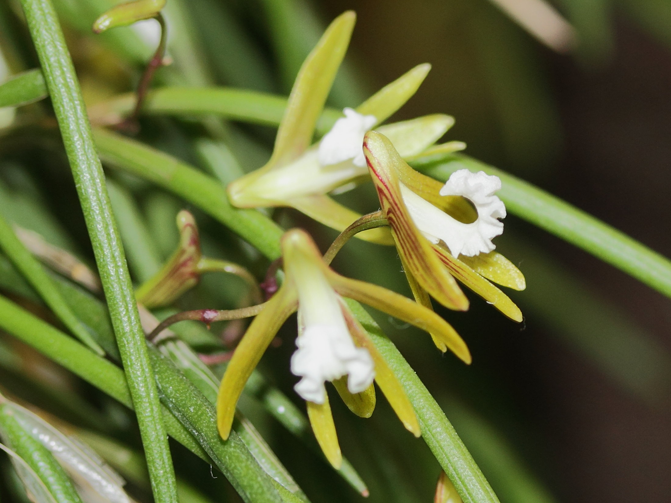 dendrobium_striolatum2md