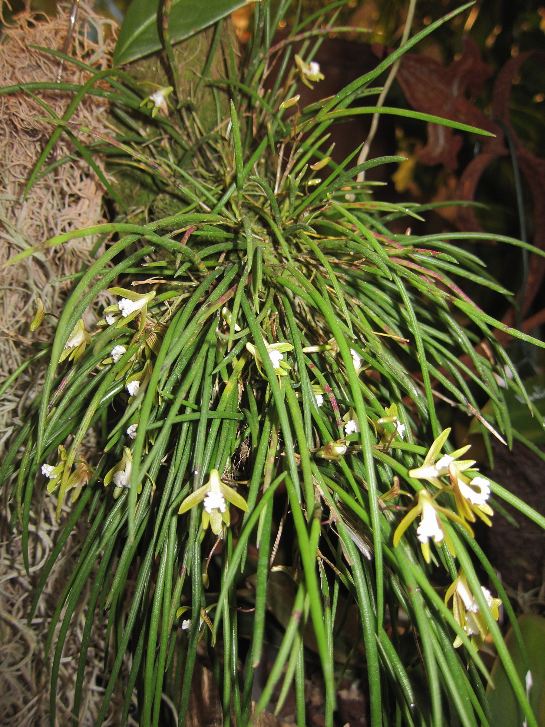 dendrobium_striolatum3bd