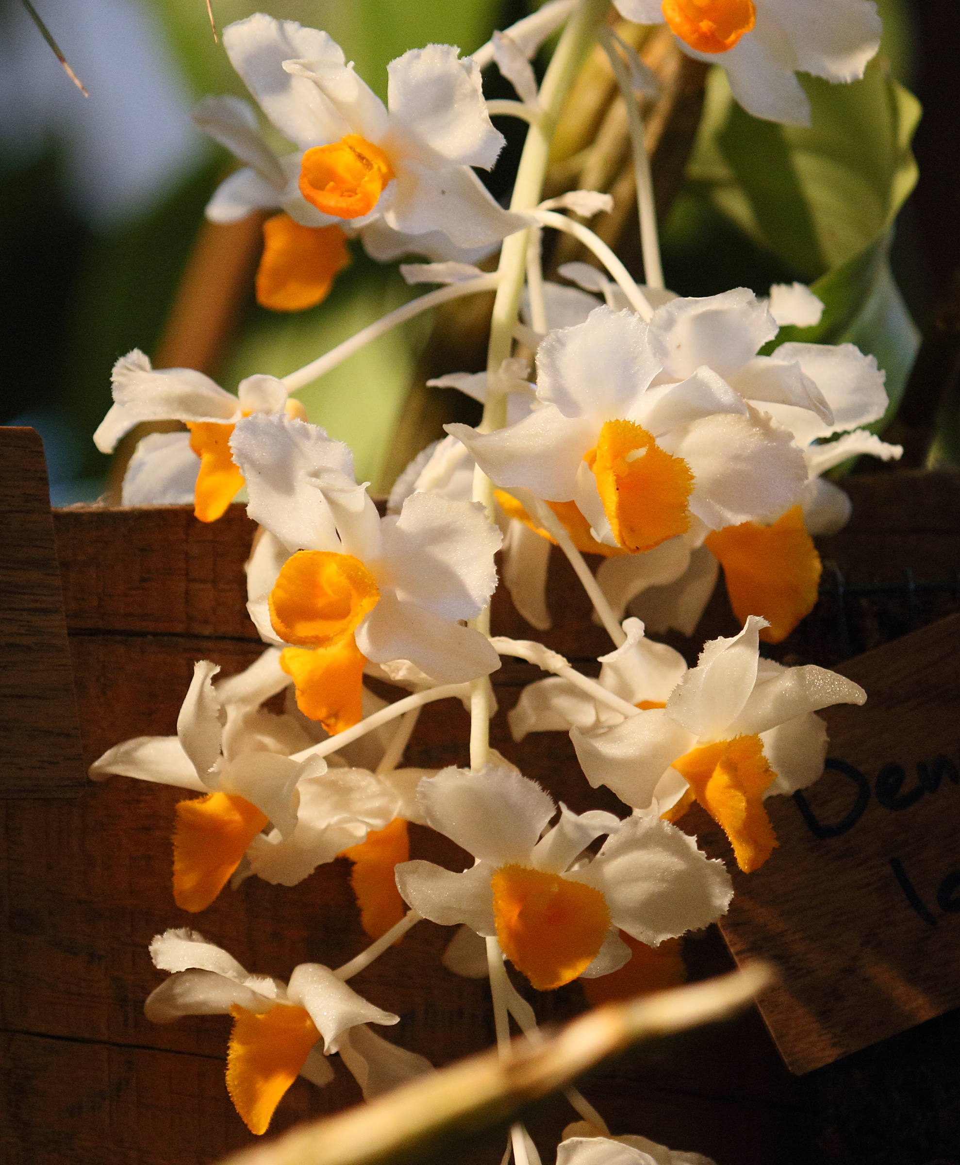 dendrobium_thyrsiflorum2bd