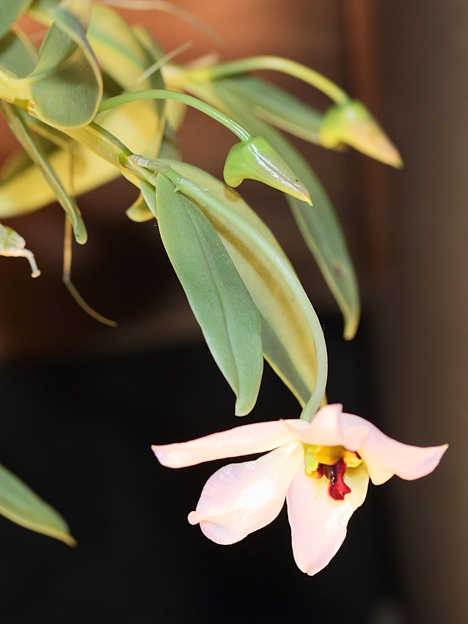 dendrobium_trantuanii1md