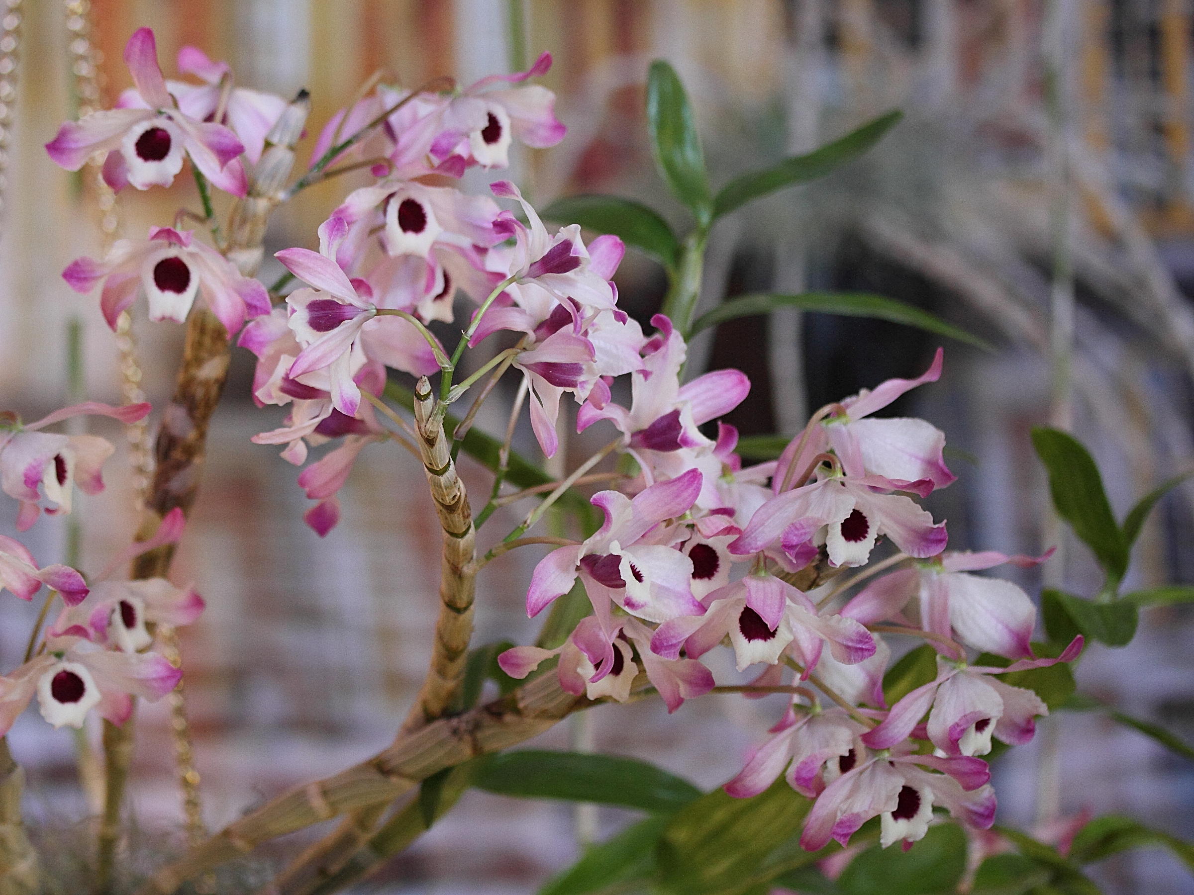 dendrobium_wardianum1md