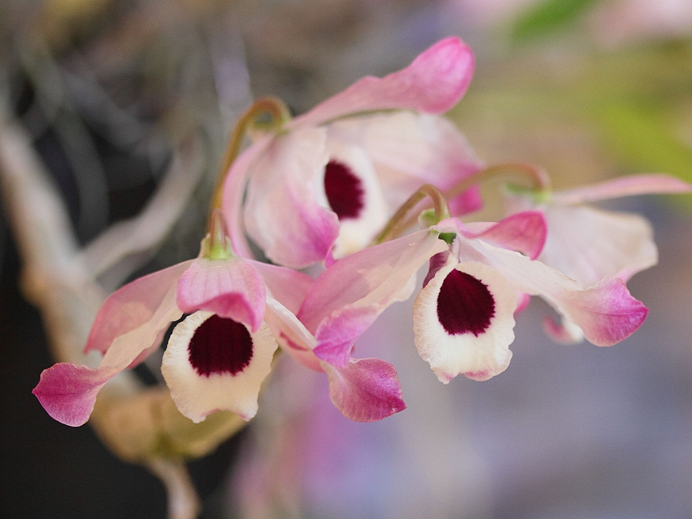 dendrobium_wardianum2md
