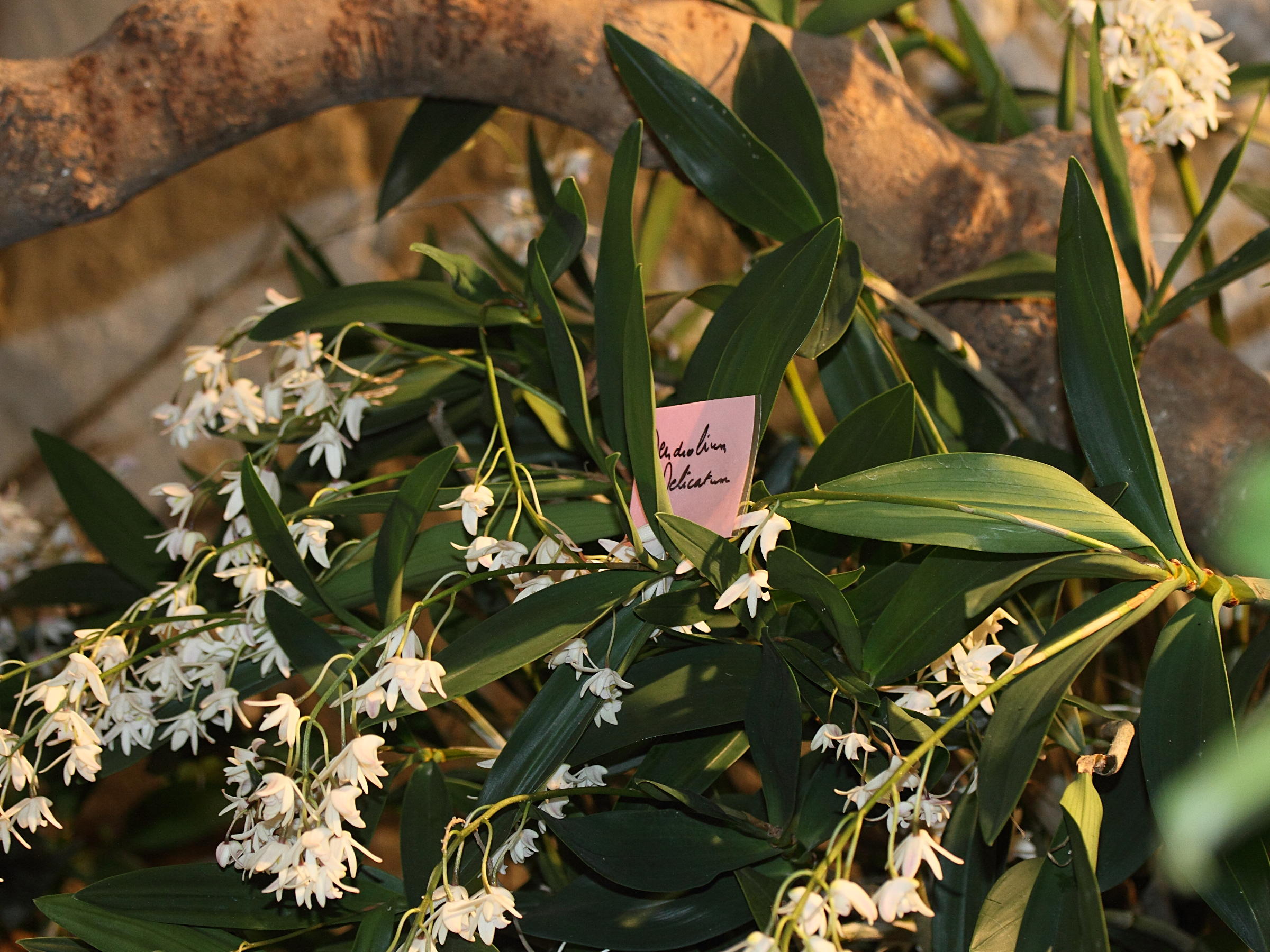 dendrobium_x_delicatum1md