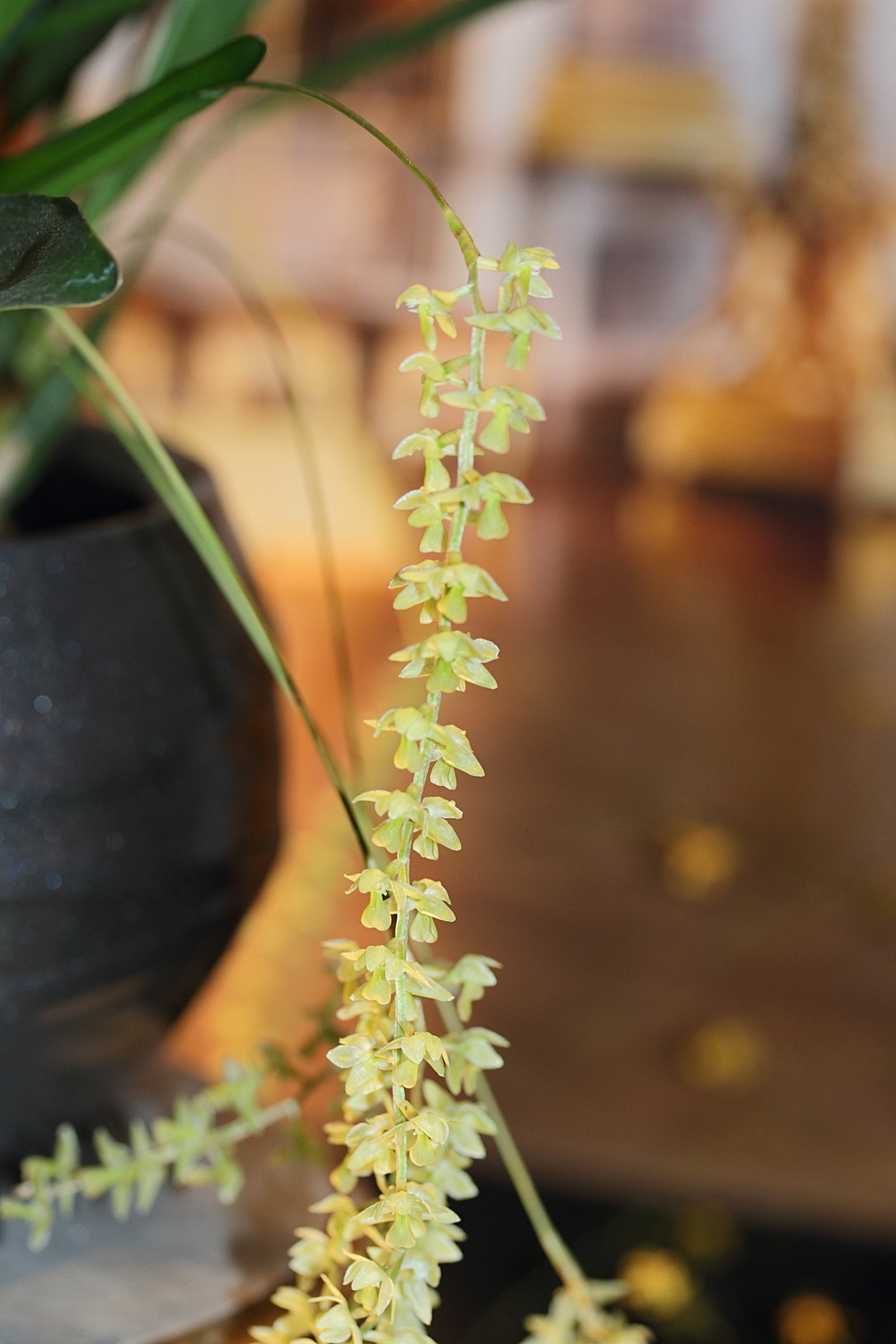 dendrochilum_abbreviatum1md