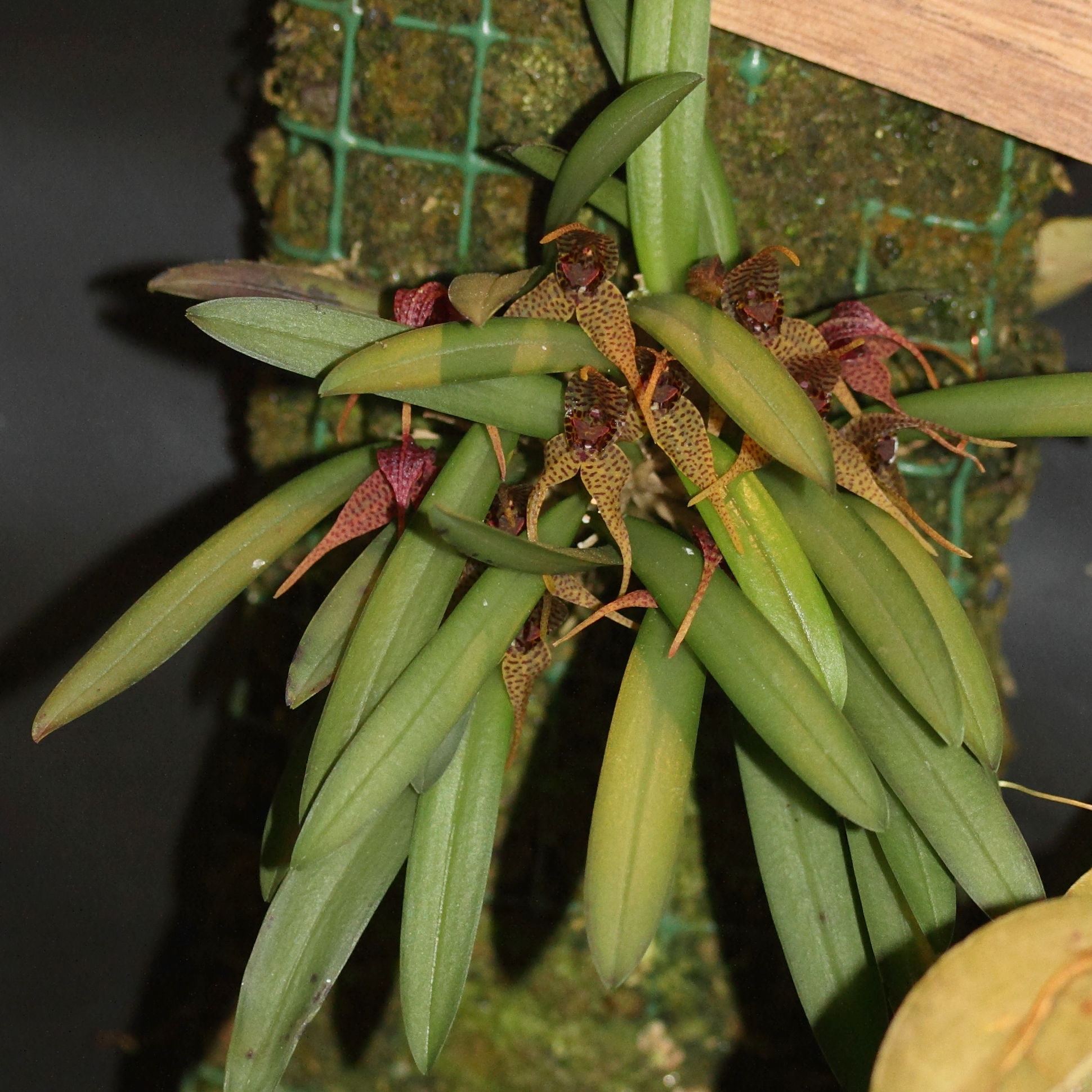 dryadella_edwallii1md