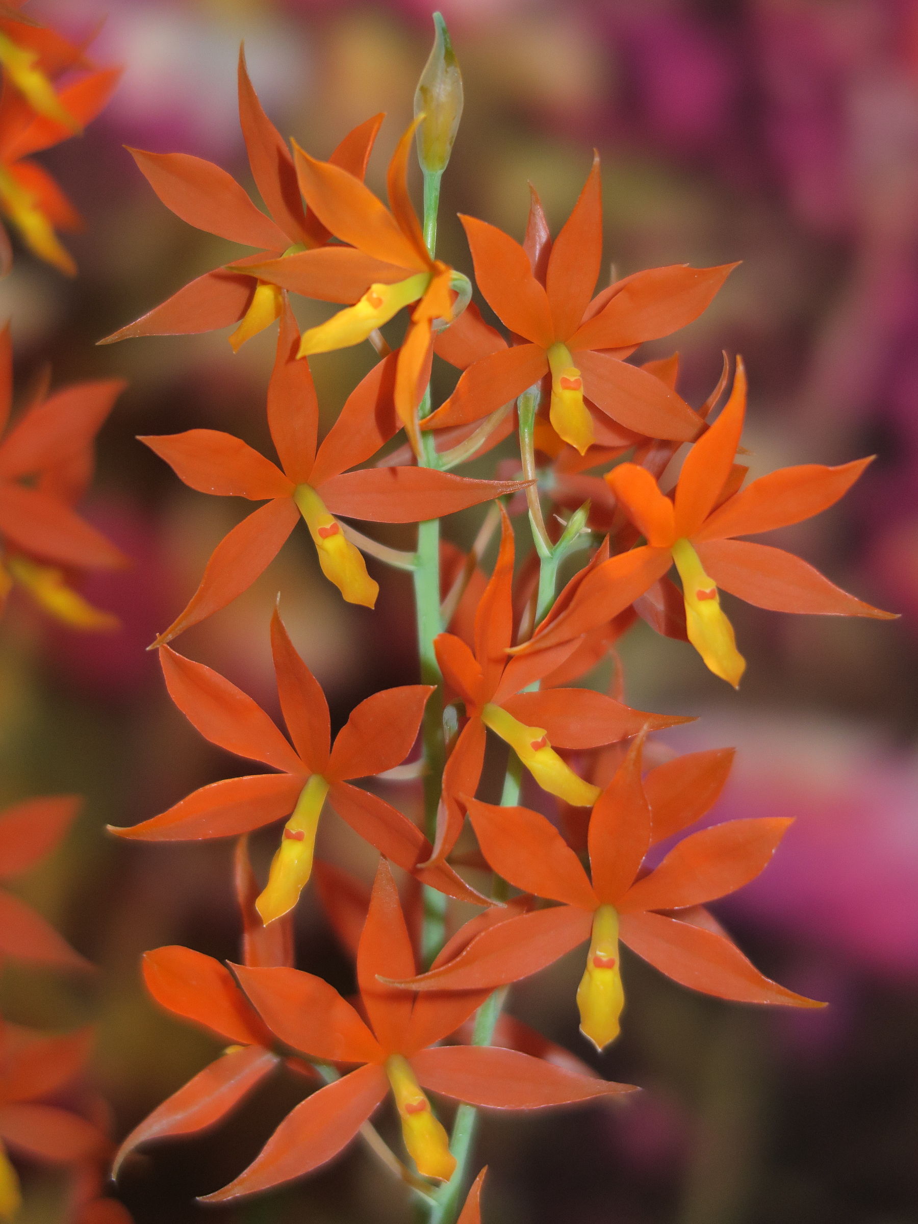 Afficher le média encyclia_vitellina1md encyclia_vitellina1md