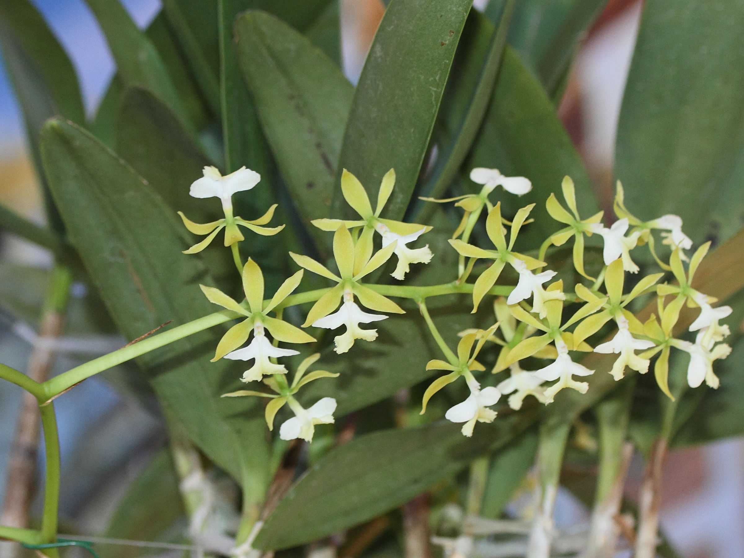 epidendrum_stanfordianum1md