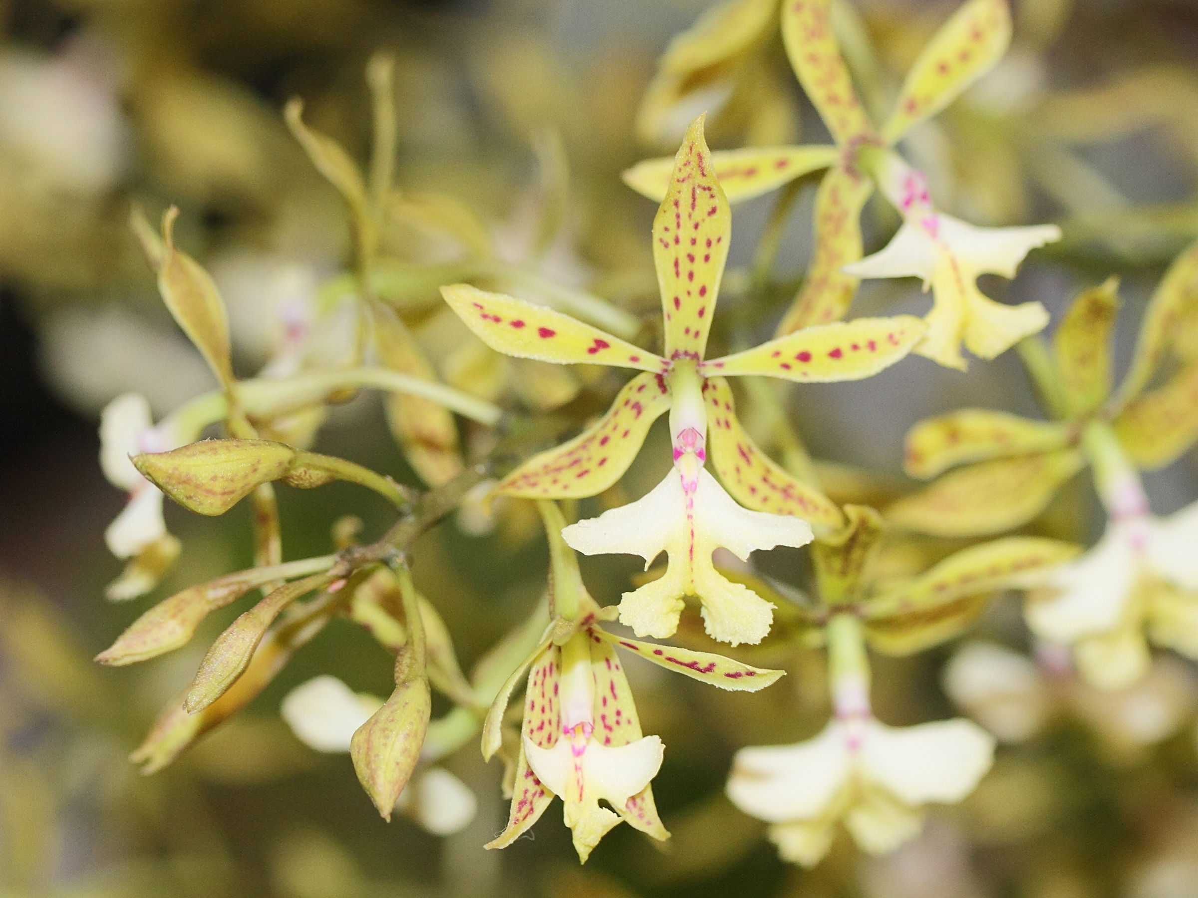 epidendrum_stanfordianum3md