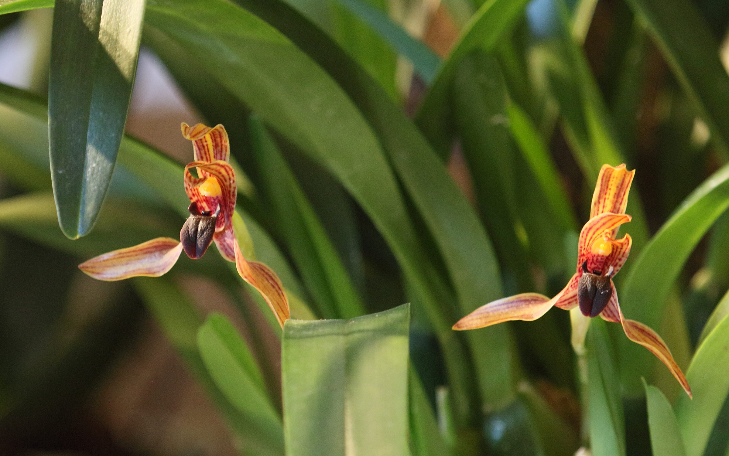 maxillaria_cucullata1bd