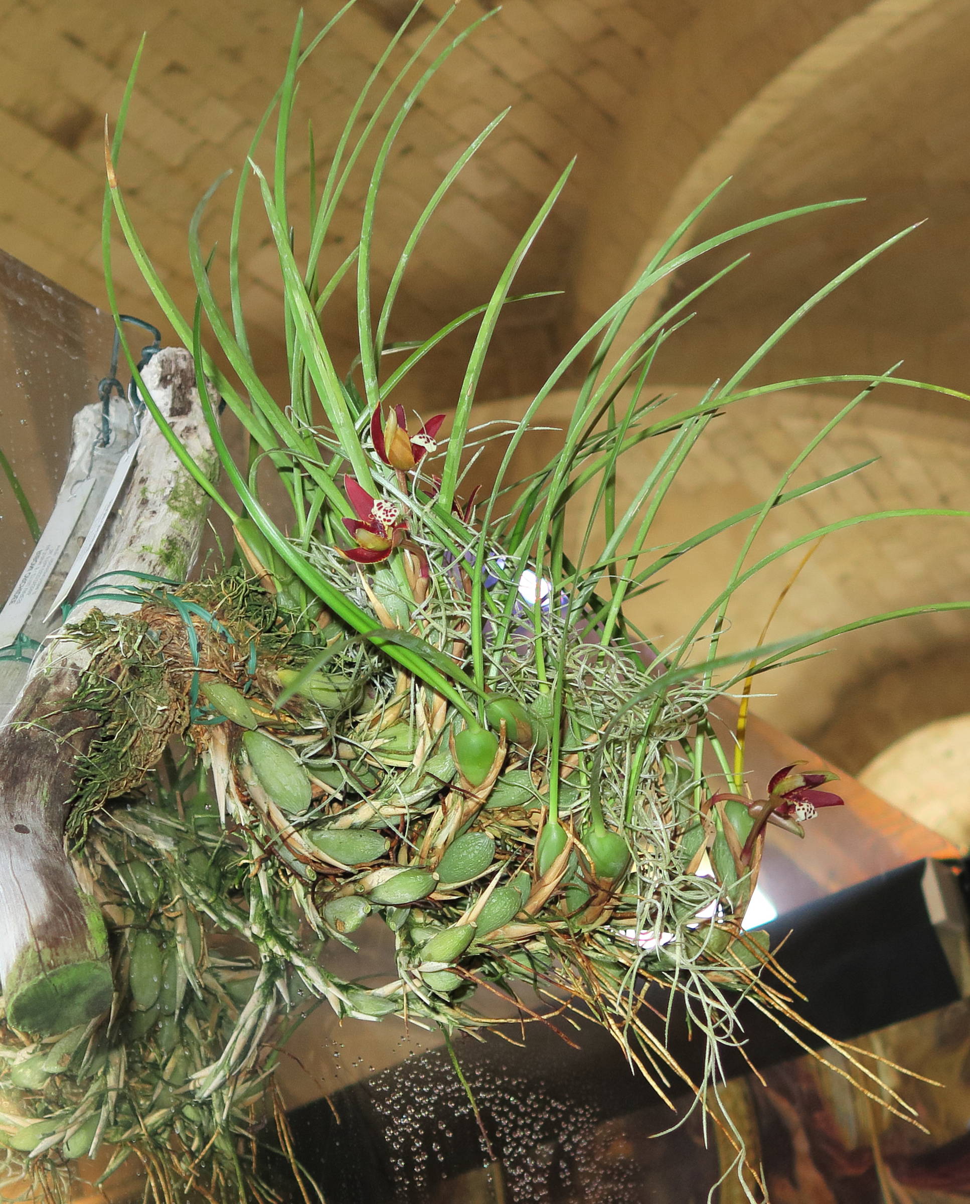 Afficher le média maxillaria_tenuifolia1md maxillaria_tenuifolia1md