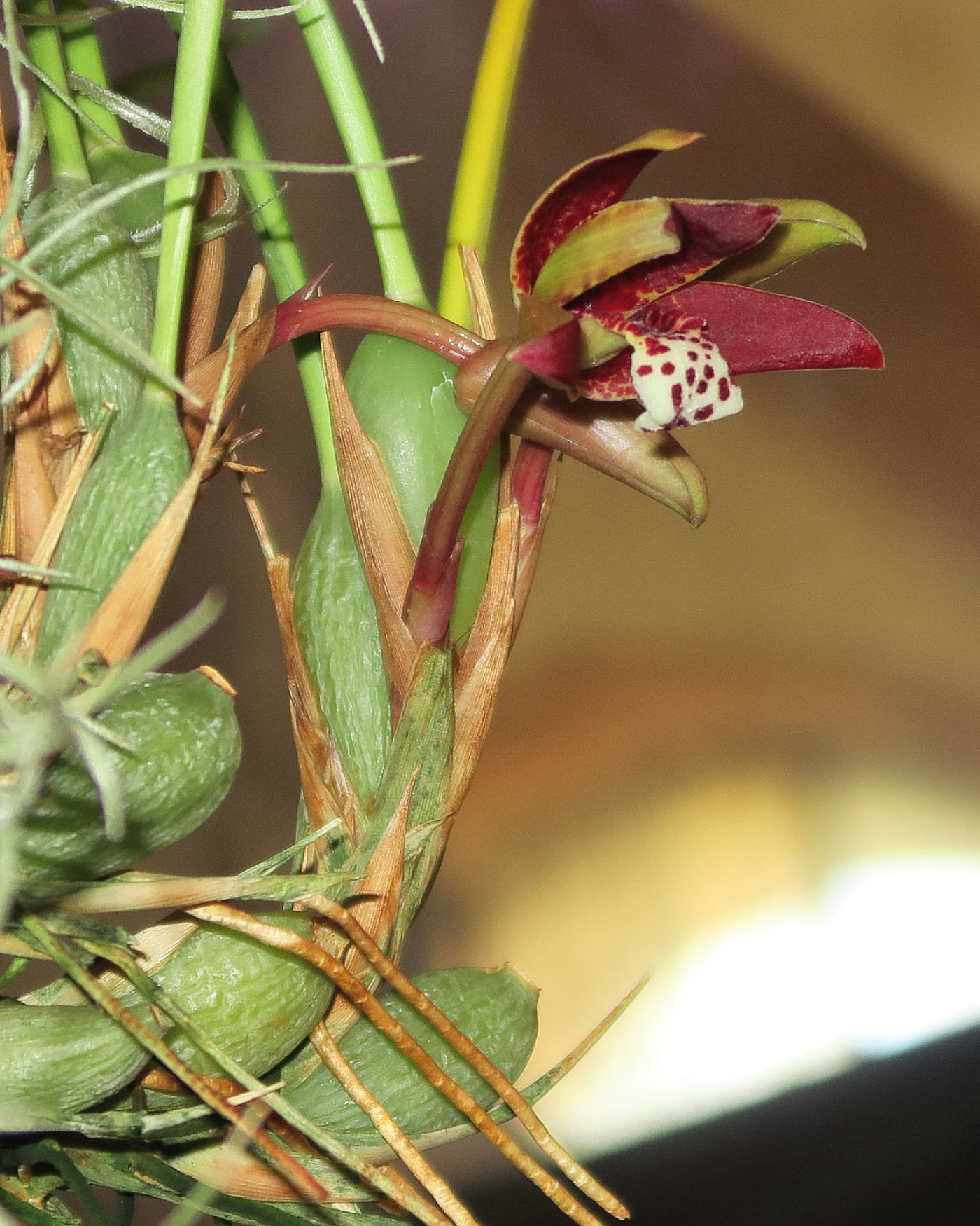 Afficher le média maxillaria_tenuifolia2md maxillaria_tenuifolia2md