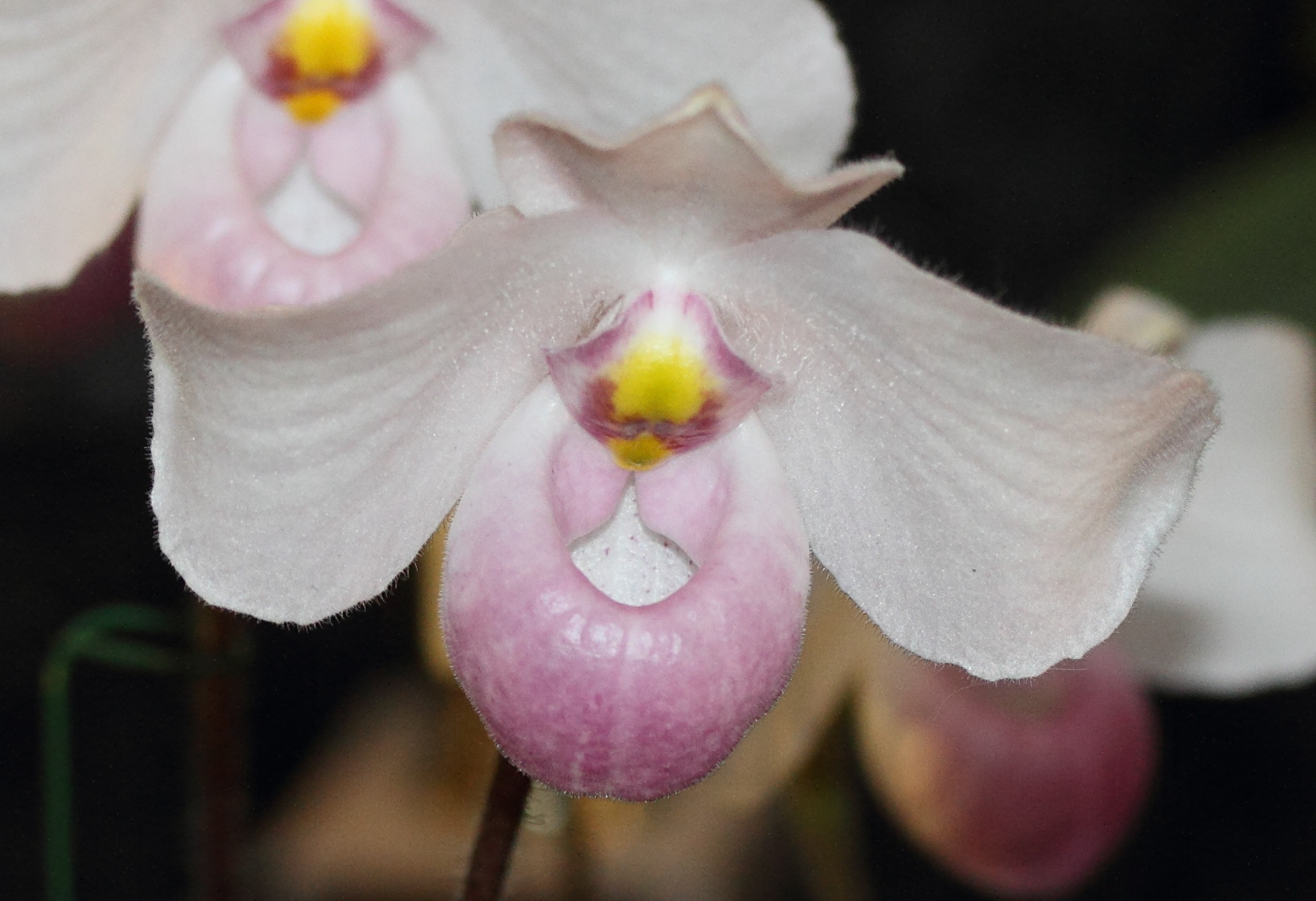 Afficher le média paphiopedilum_delenatii3md paphiopedilum_delenatii3md