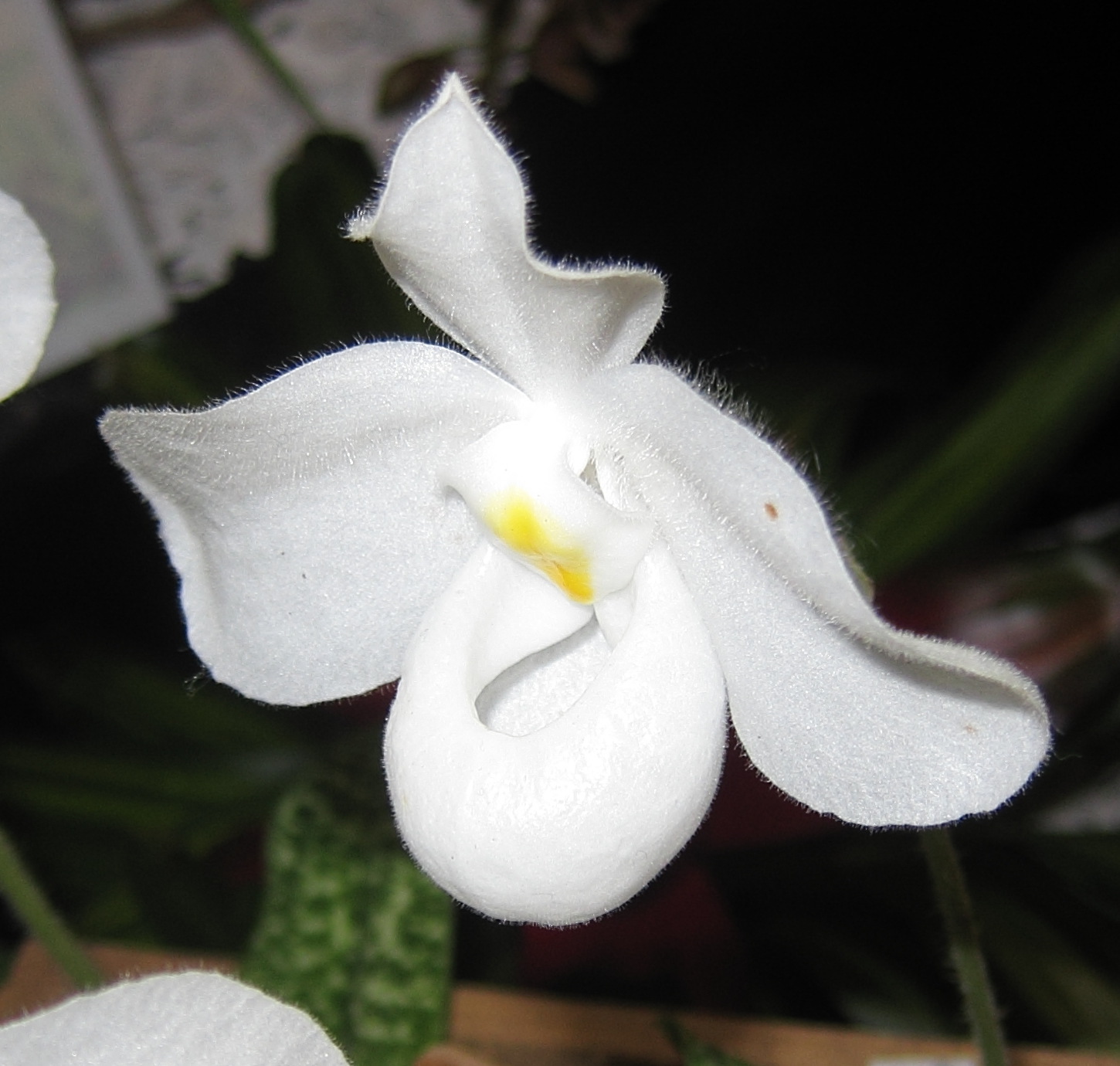 Afficher le média paphiopedilum_delenatii4bd paphiopedilum_delenatii4bd