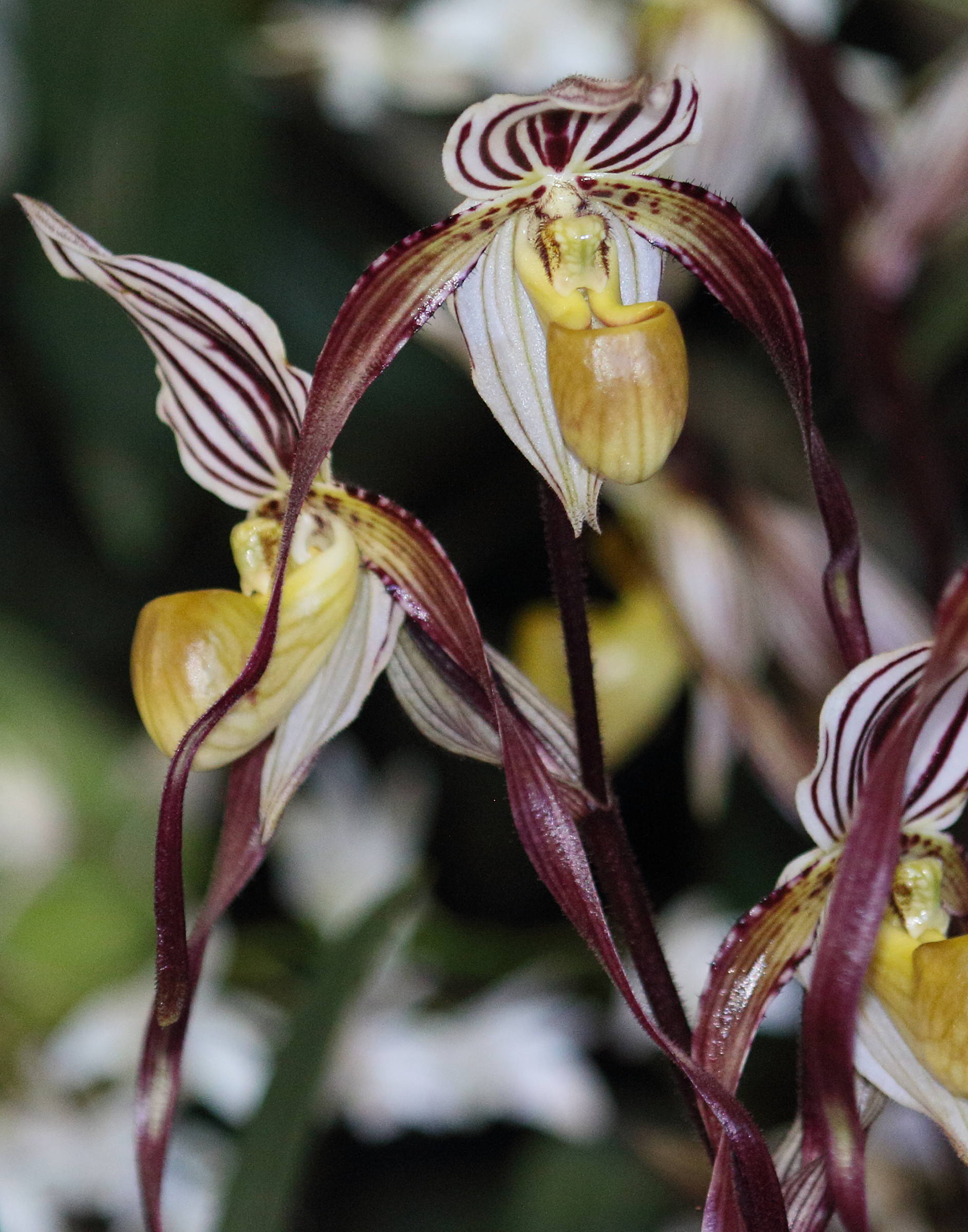 Afficher le média paphiopedilum_philippinense2bd paphiopedilum_philippinense2bd