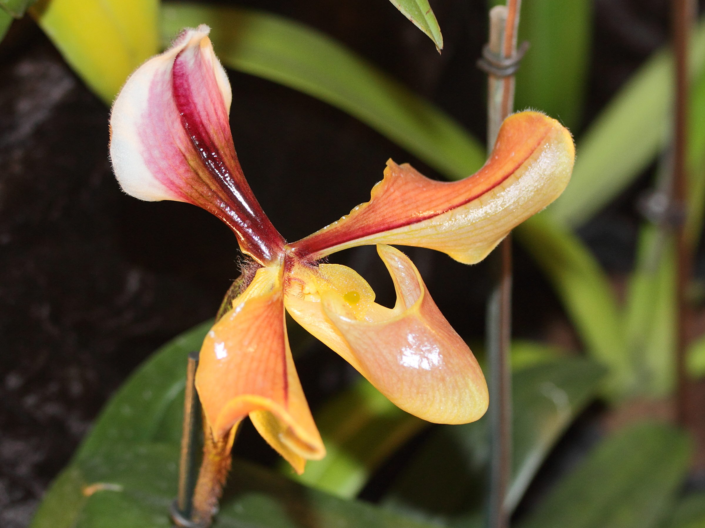 paphiopedilum_villosum2md
