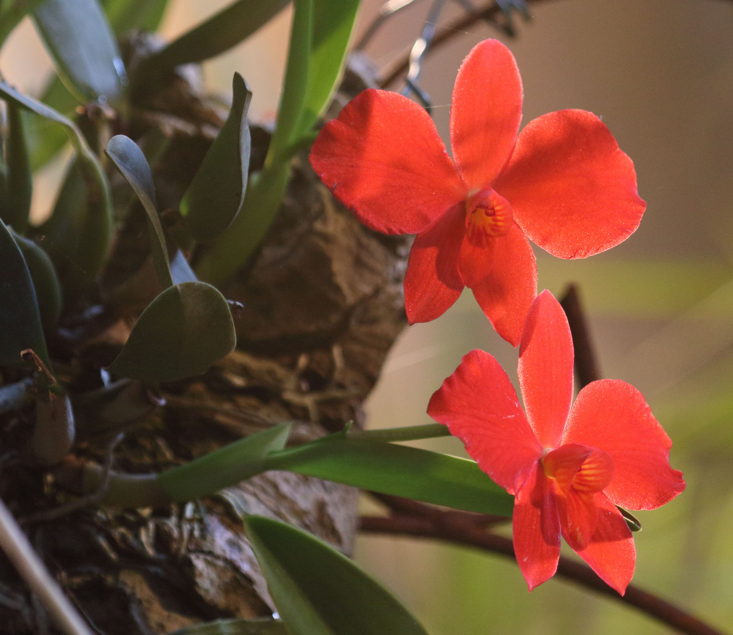 sophronitis_coccinea1bd