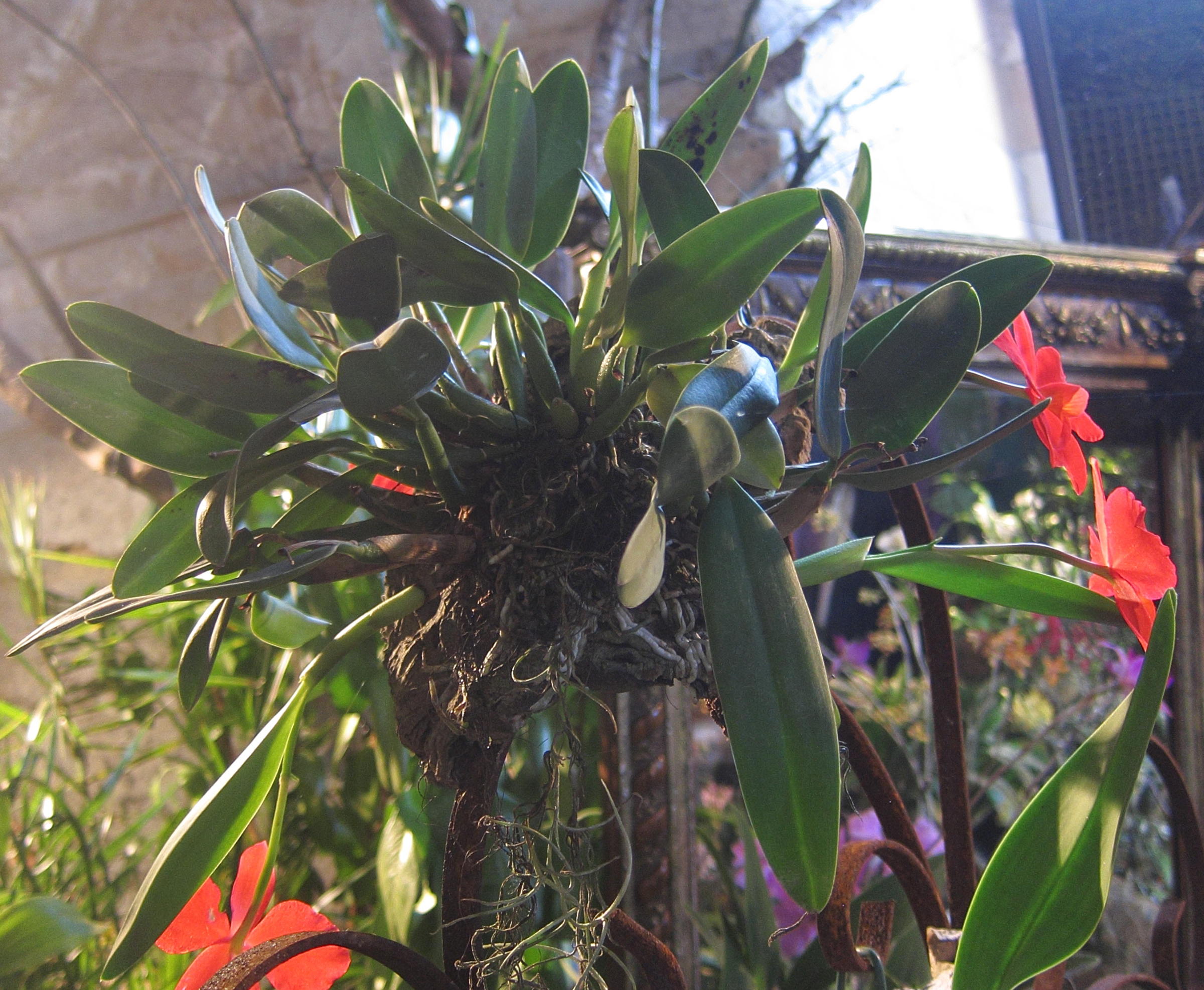 sophronitis_coccinea3bd