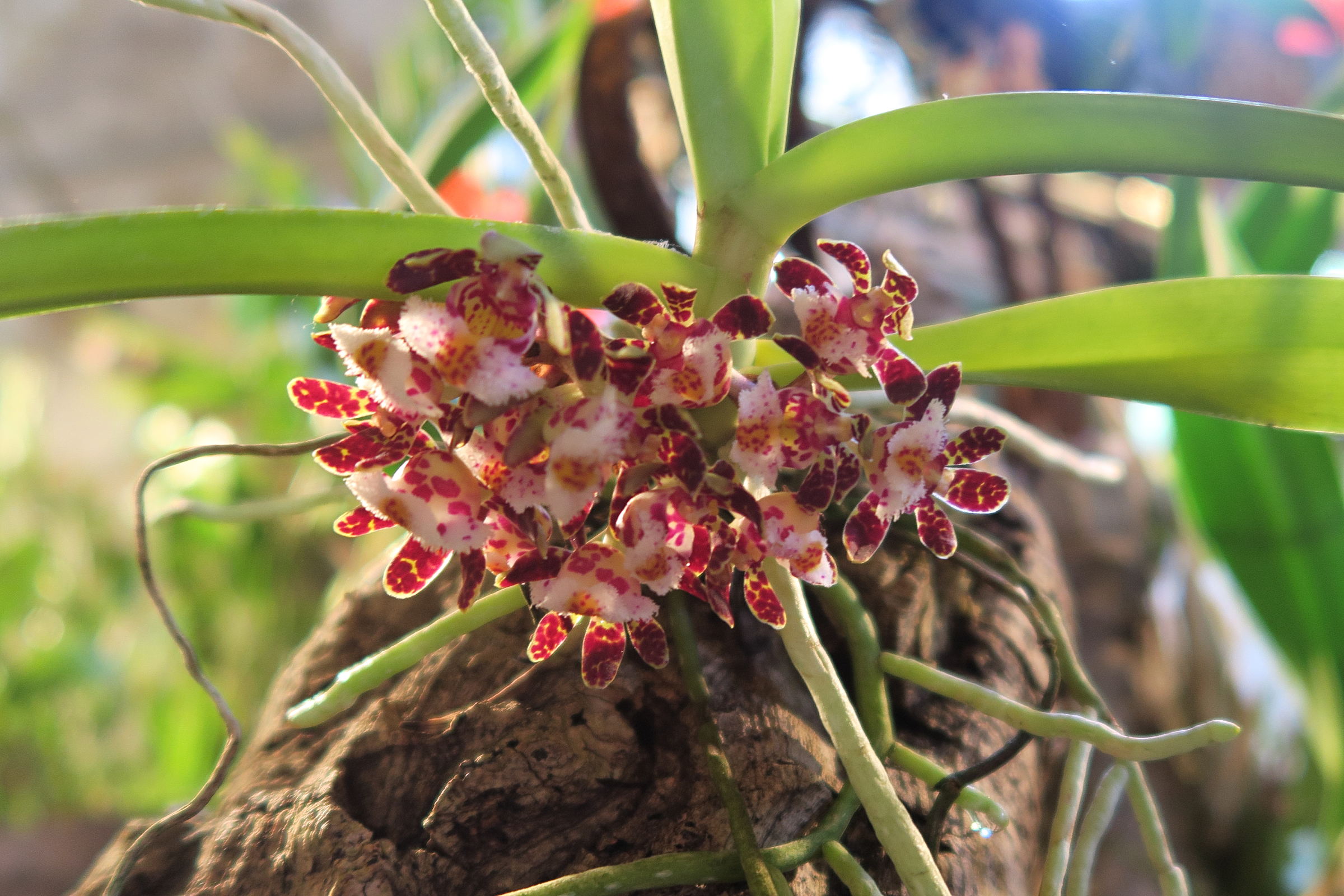 gastrochilus_bellinus1md