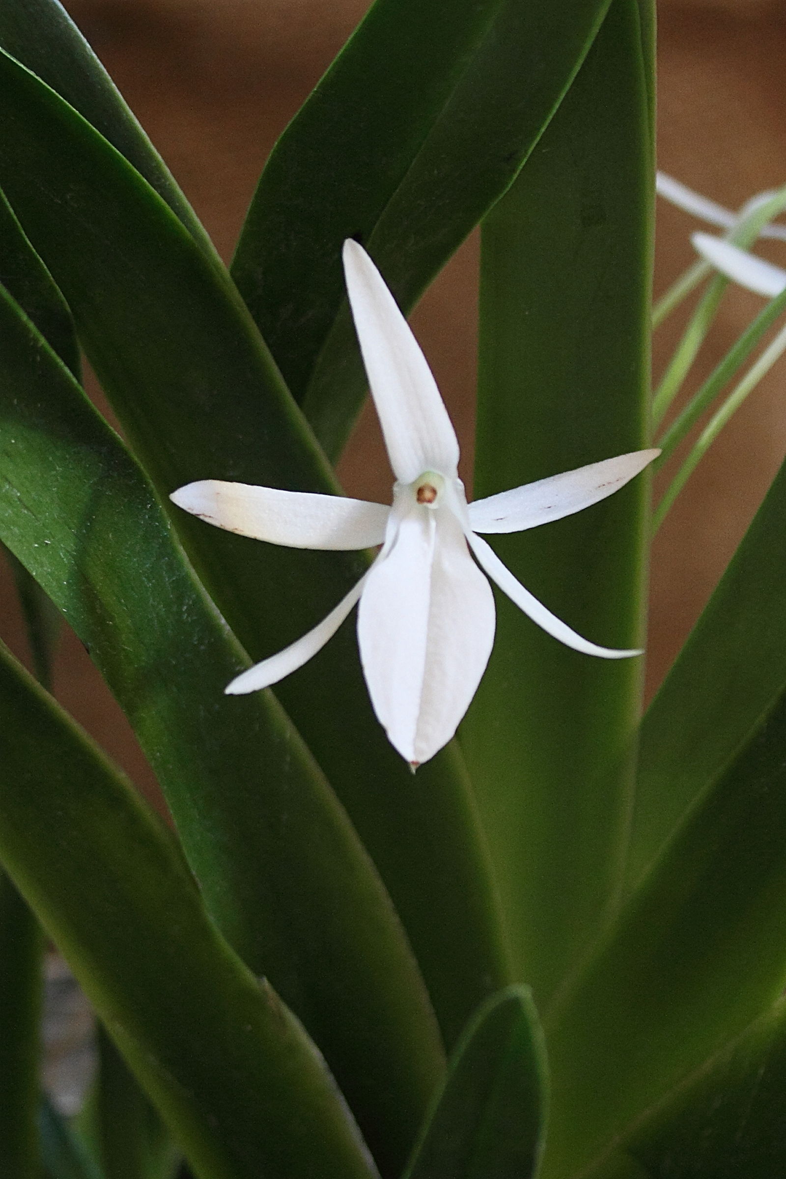 Afficher le média jumellea_arachnantha1md jumellea_arachnantha1md