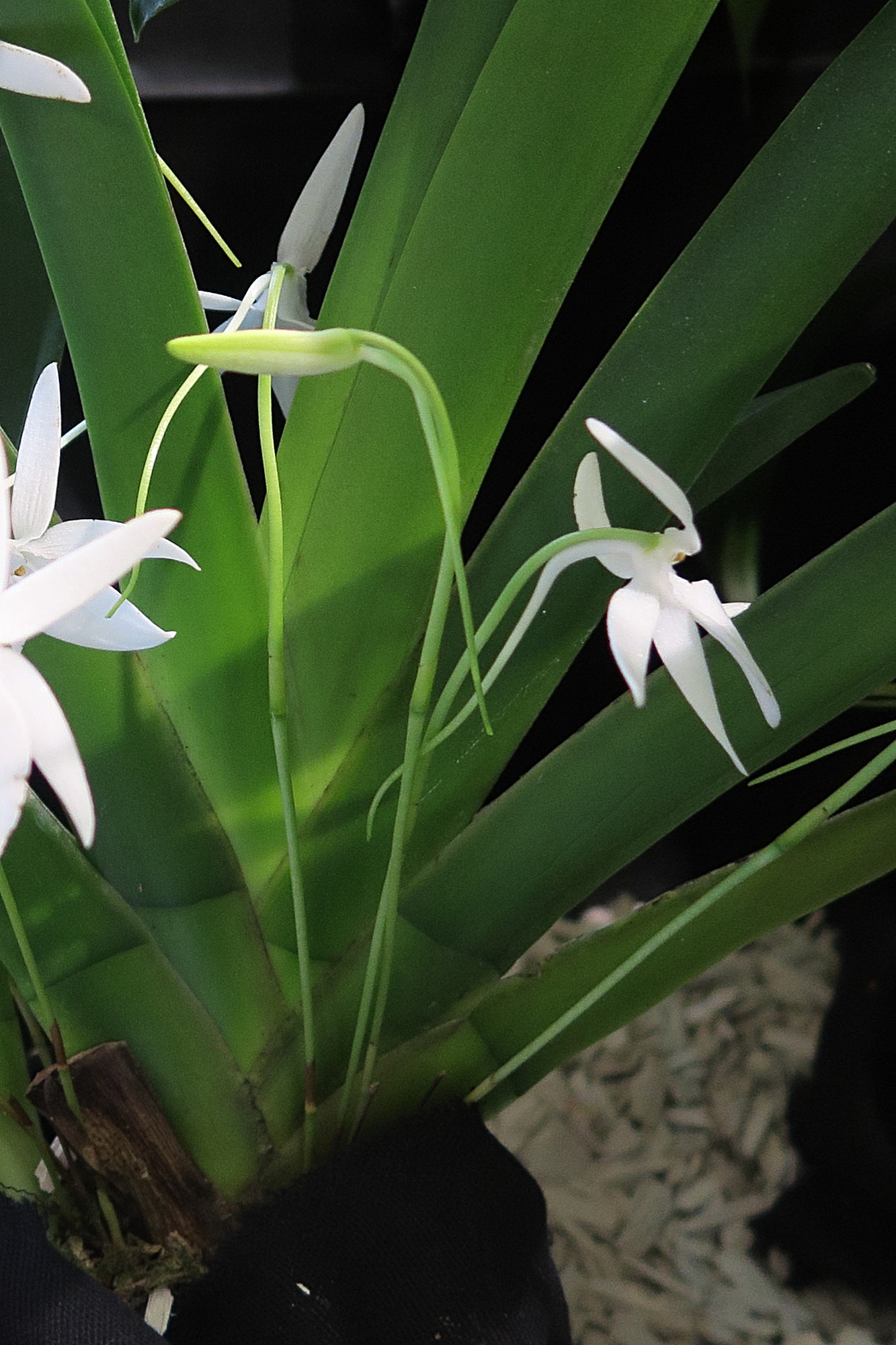 Afficher le média jumellea_arachnantha2md jumellea_arachnantha2md