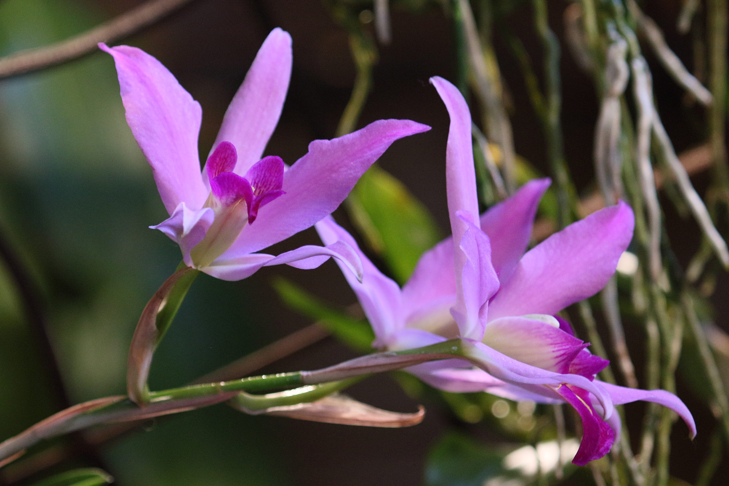 laelia_anceps1bd