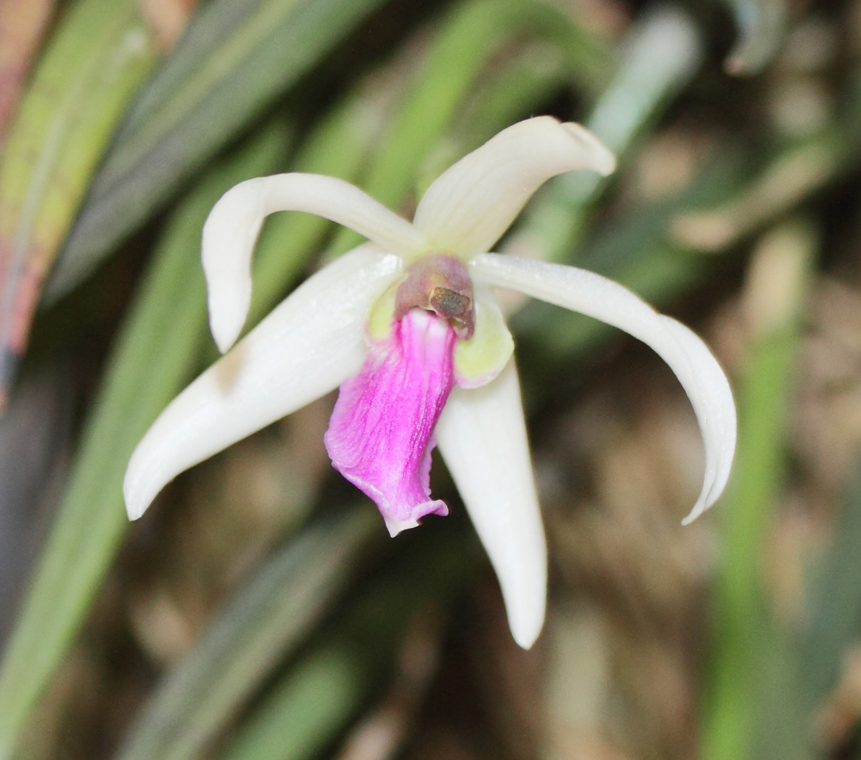 leptotes_bicolor2md