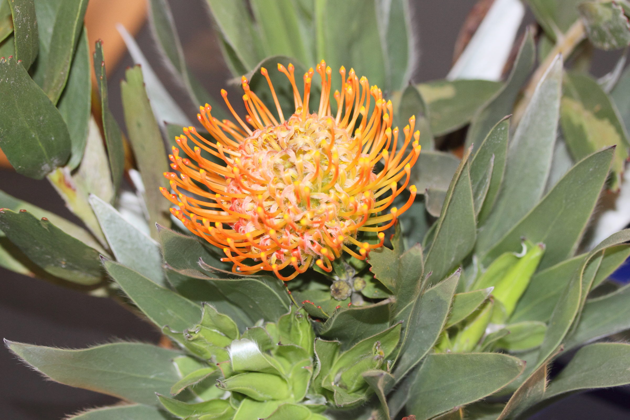 Afficher le média leucospermum_patersonii1md leucospermum_patersonii1md