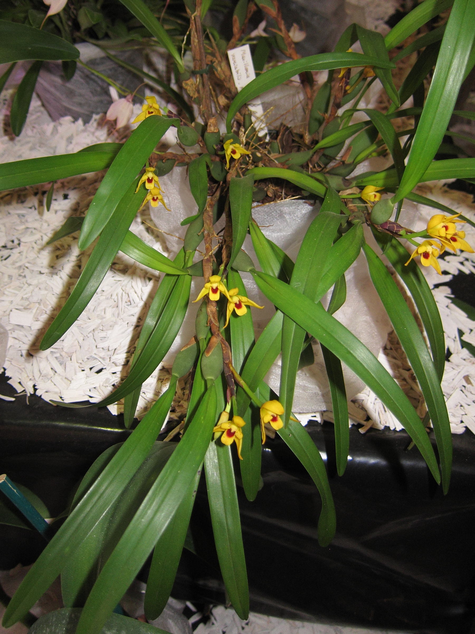 Afficher le média maxillaria_variabilis1bd maxillaria_variabilis1bd