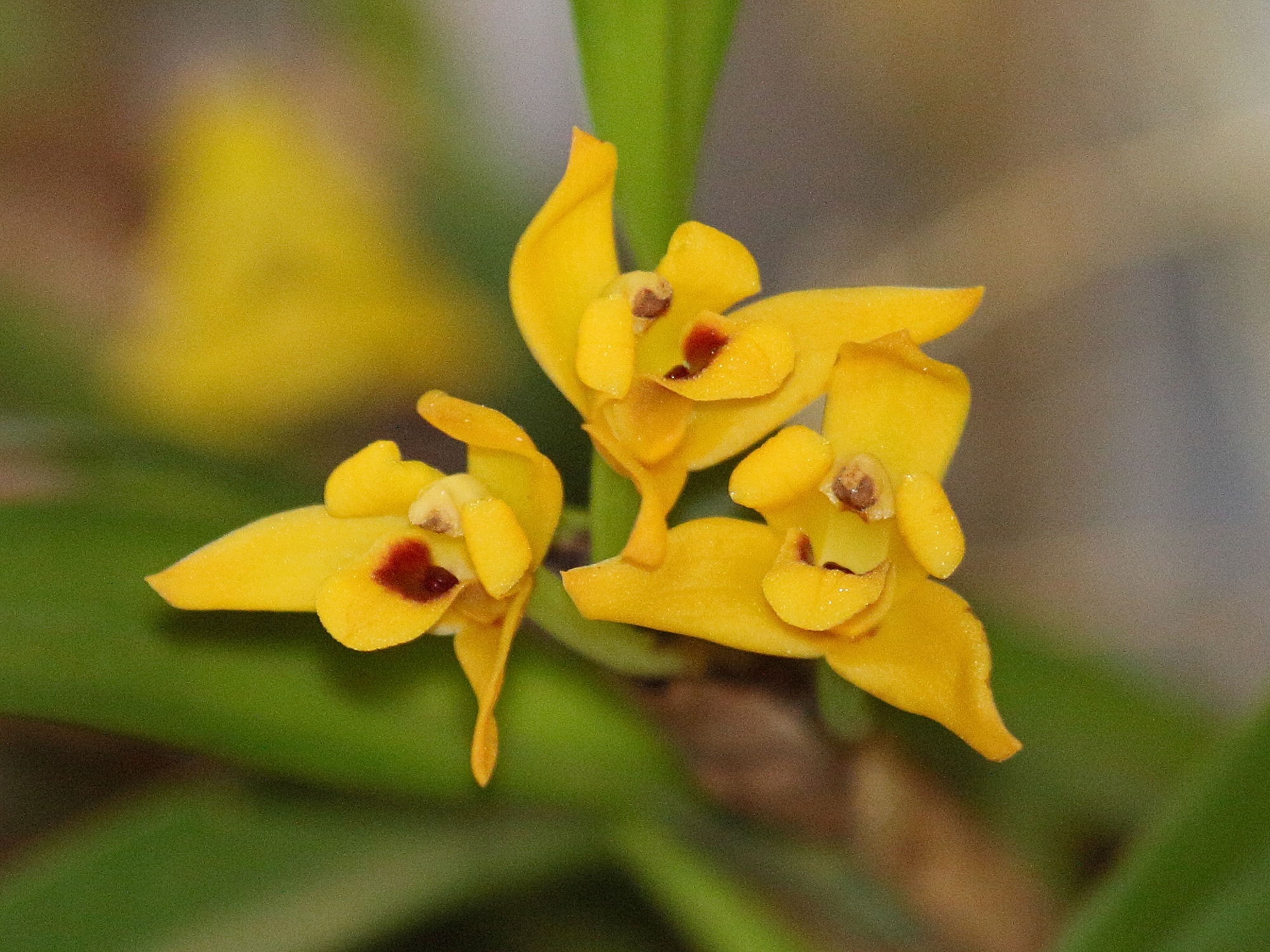 Afficher le média maxillaria_variabilis2bd maxillaria_variabilis2bd