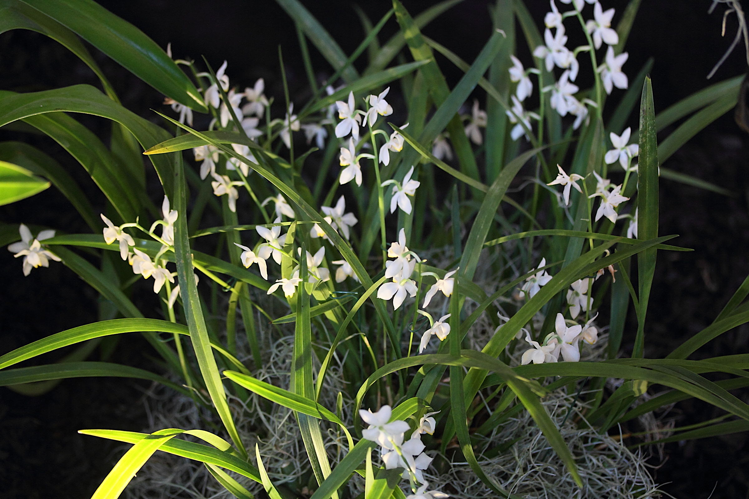 osmoglossum_pulchellum1md