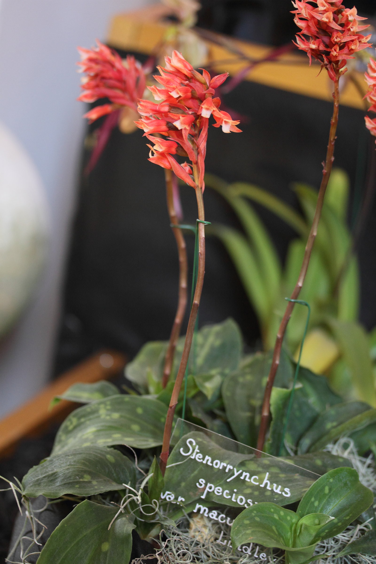 stenorrhynchos_speciosum3md