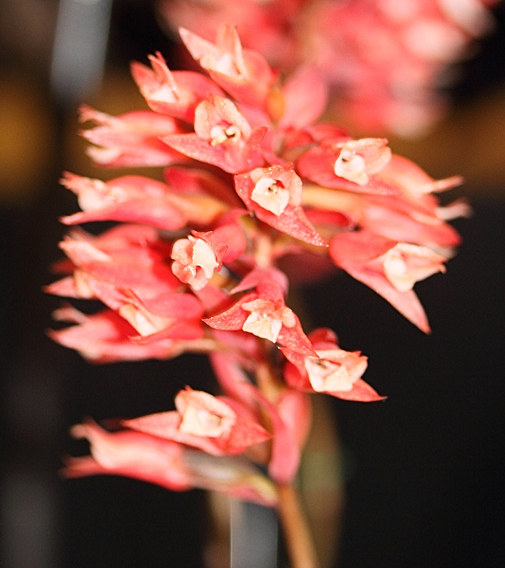 stenorrhynchos_speciosum4md