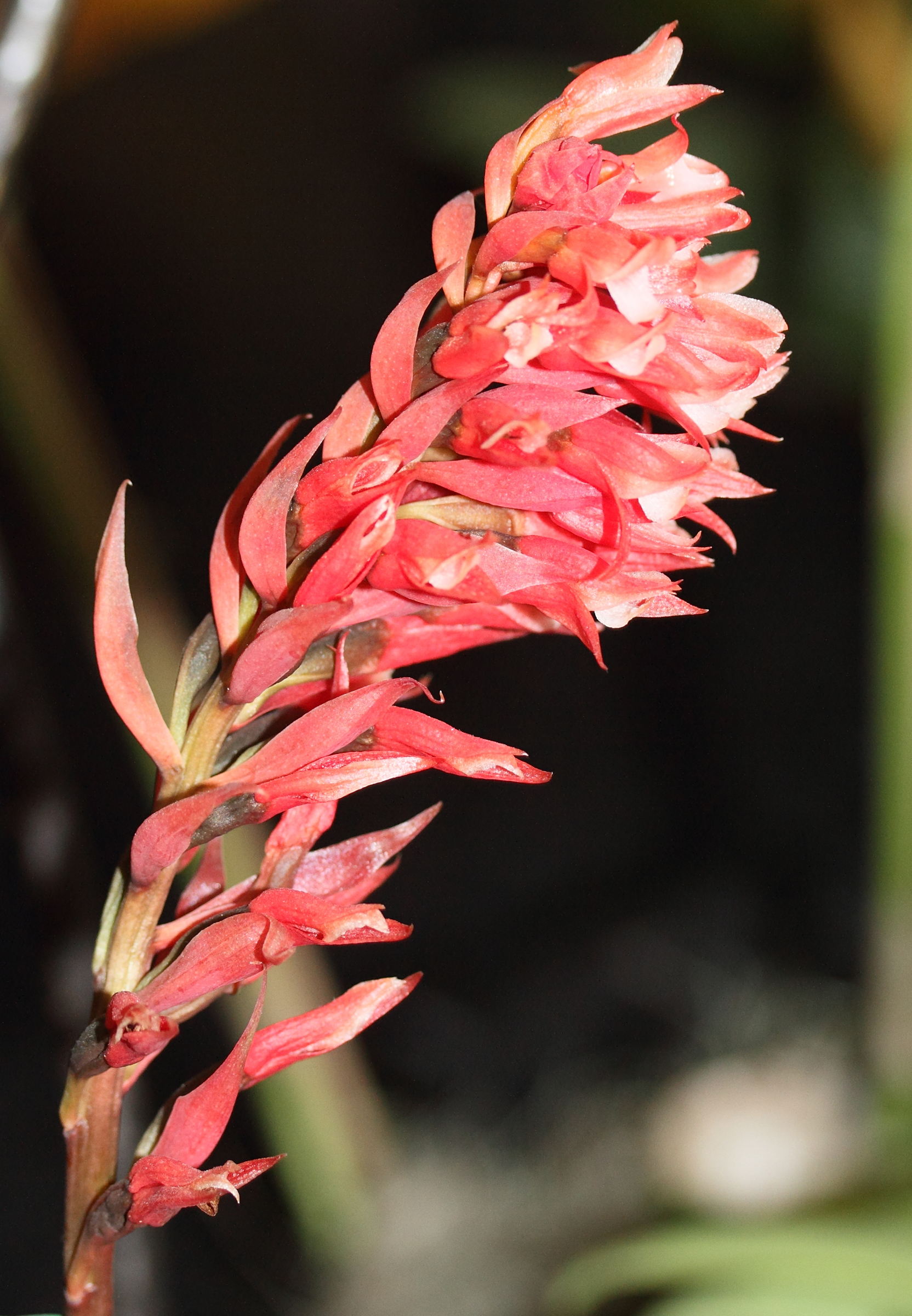 stenorrhynchos_speciosum5md