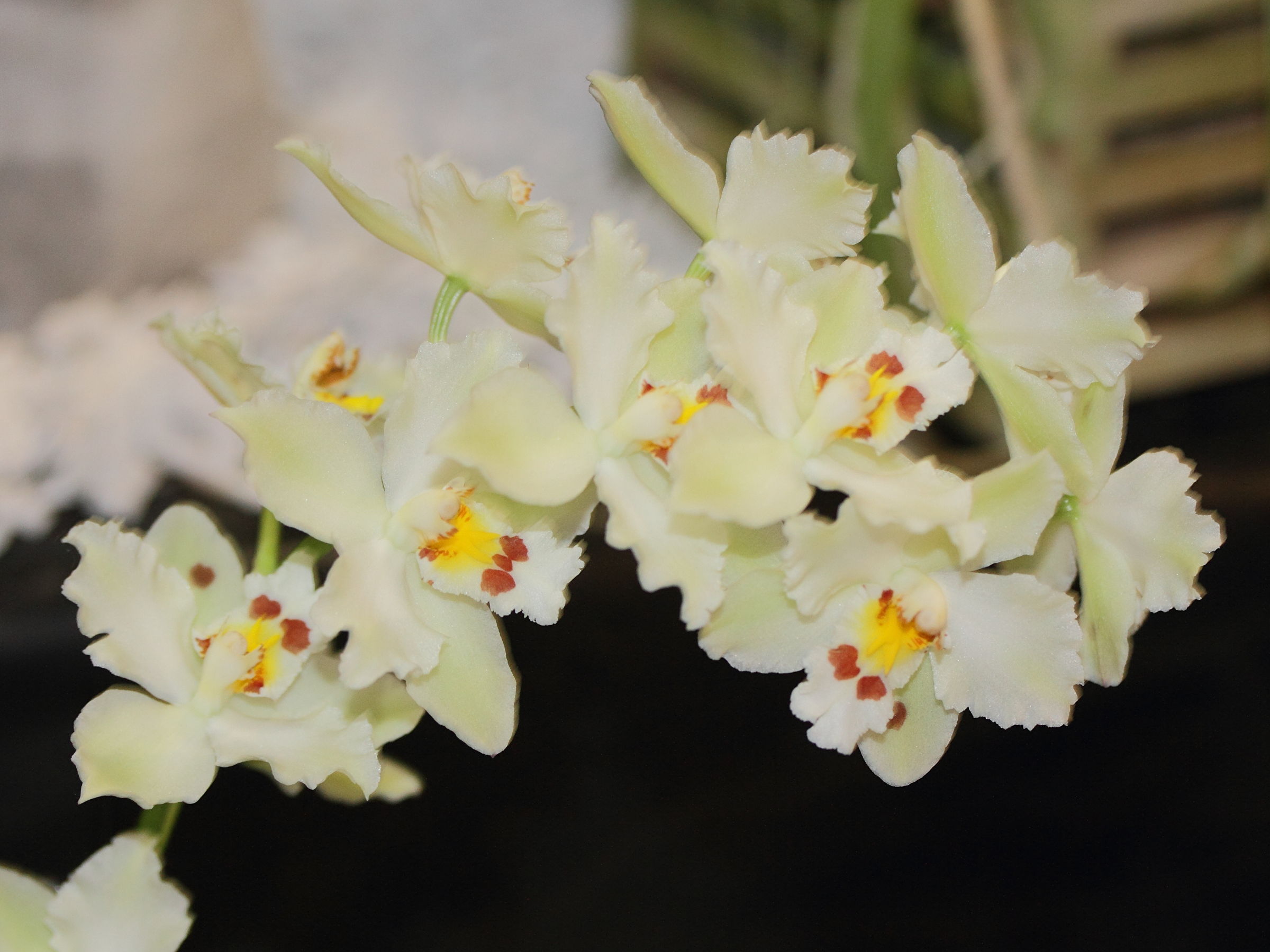 Afficher le média odontoglossum_crispum1md odontoglossum_crispum1md