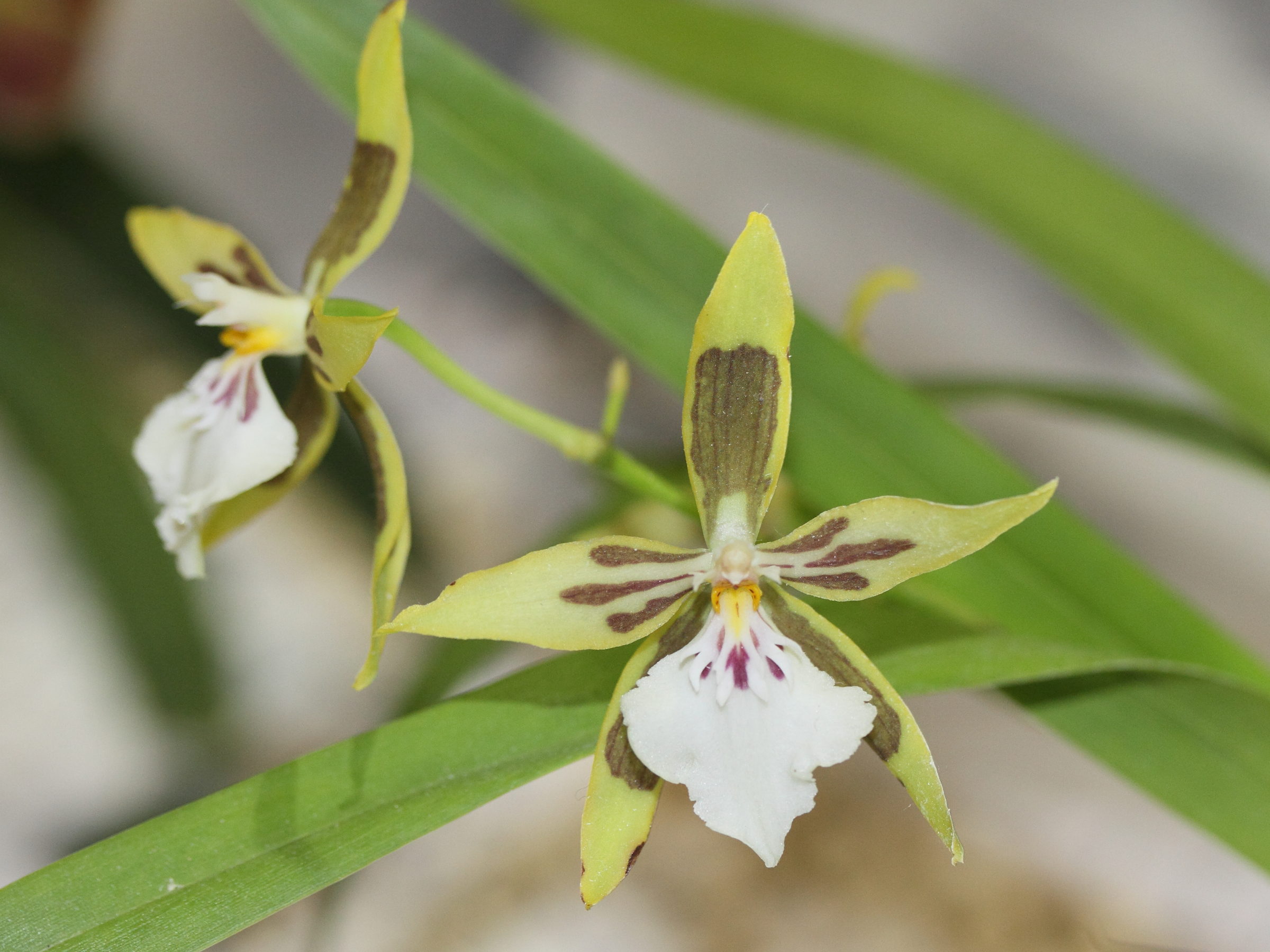 Afficher le média odontoglossum_multistellare1md odontoglossum_multistellare1md